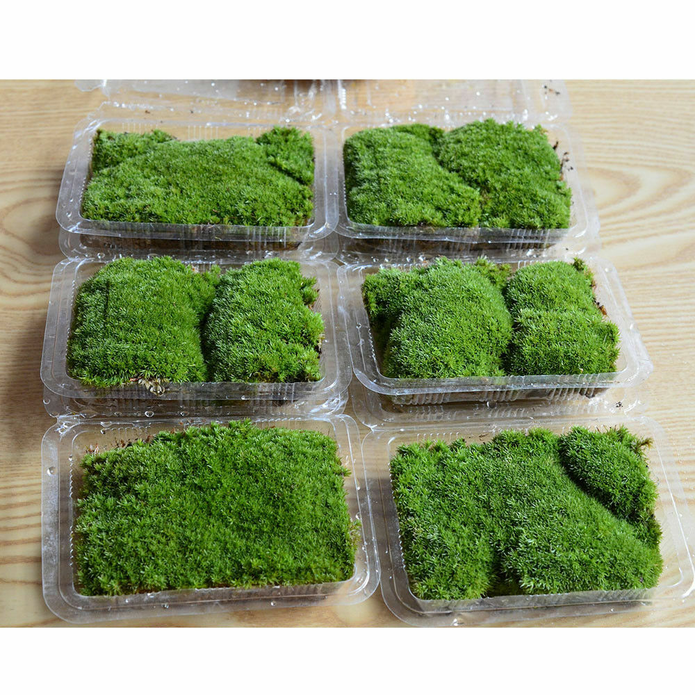 Natural Reindeer Moss Preserved Dried Craft Flower Stamen Decoration