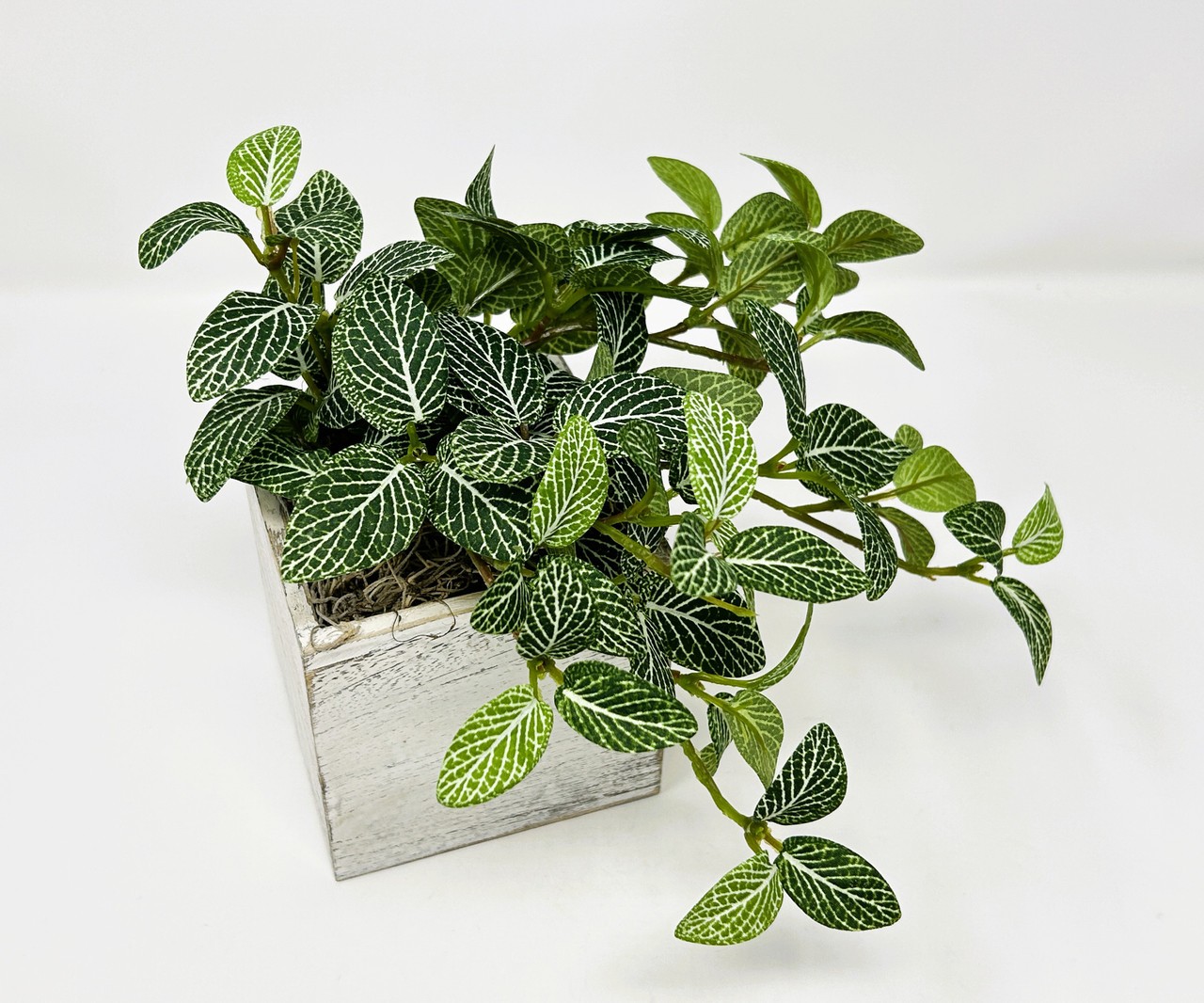 Small 8″ tall Artificial GREEN FITTONIA NERVE Silk plant potted, White-washed wo