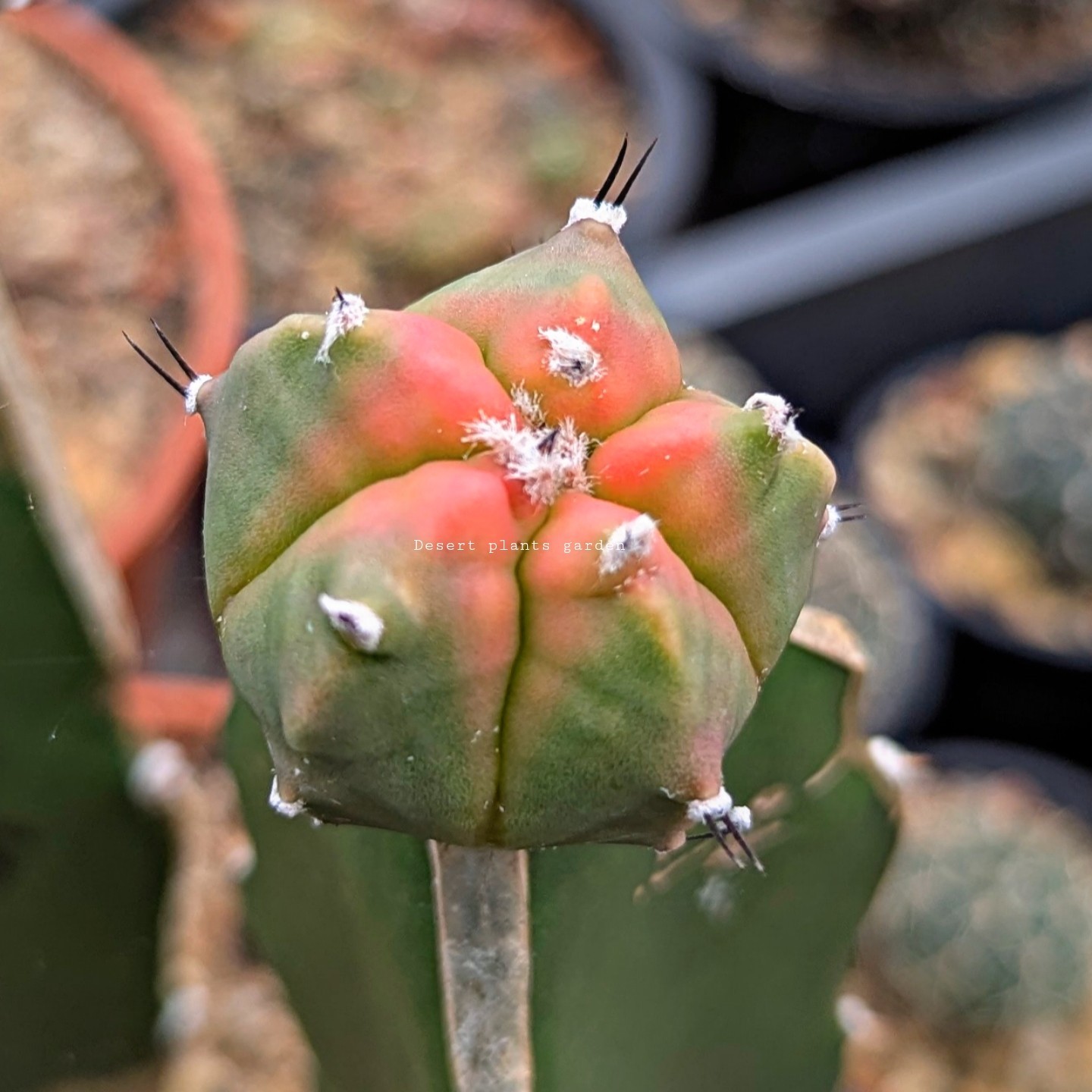 Astrophytum myriostigma kohyo 25Seeds