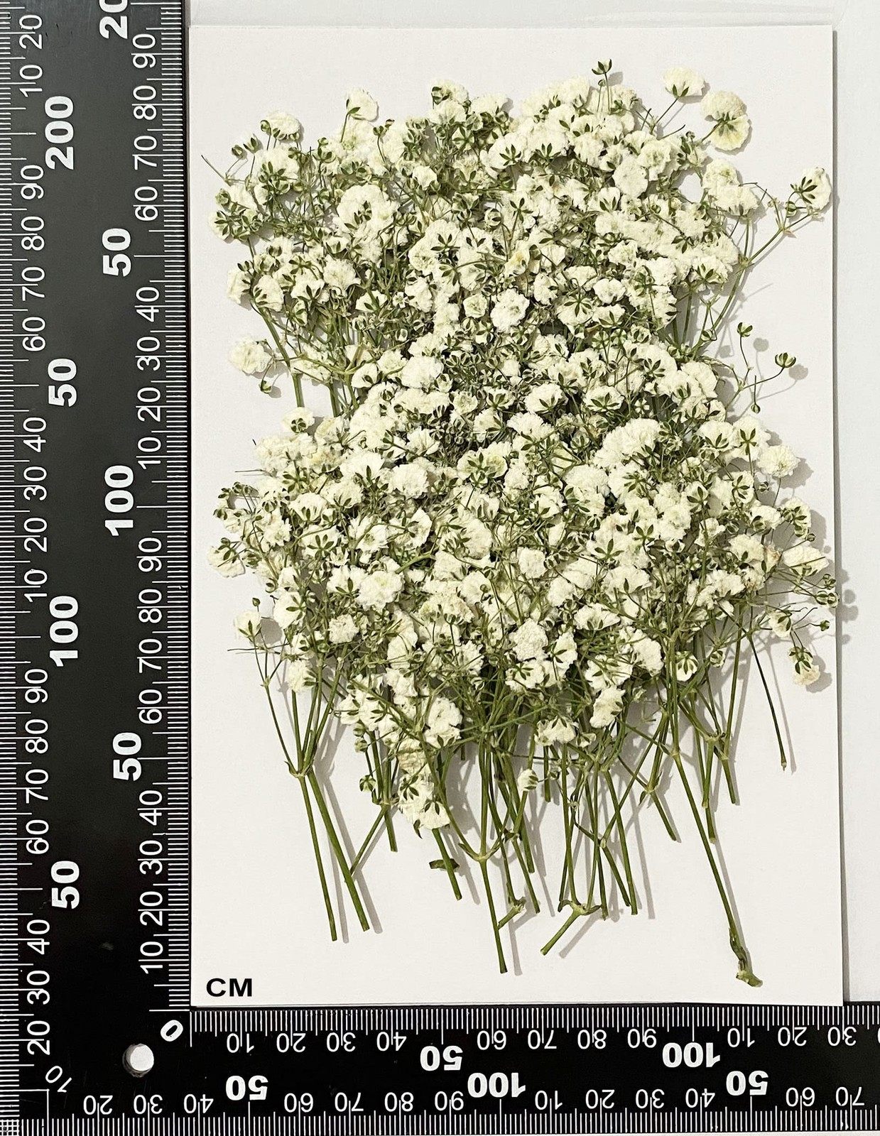 Pressed White Flowers, 50PCS Natural Dried, DIY Christmas Ornaments