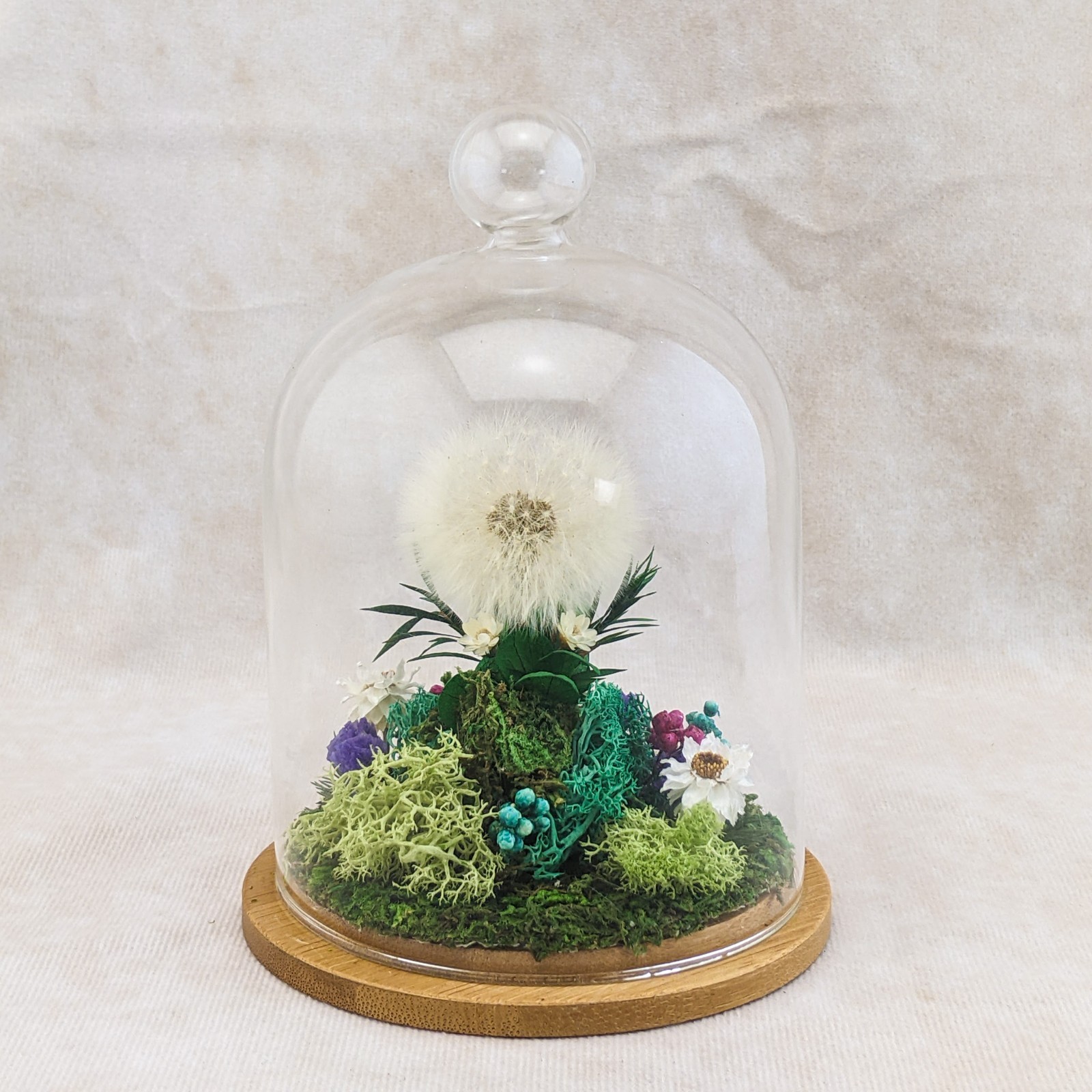 Dandelion Head all natural flowers Lg Glass Dome display collectible decor gif