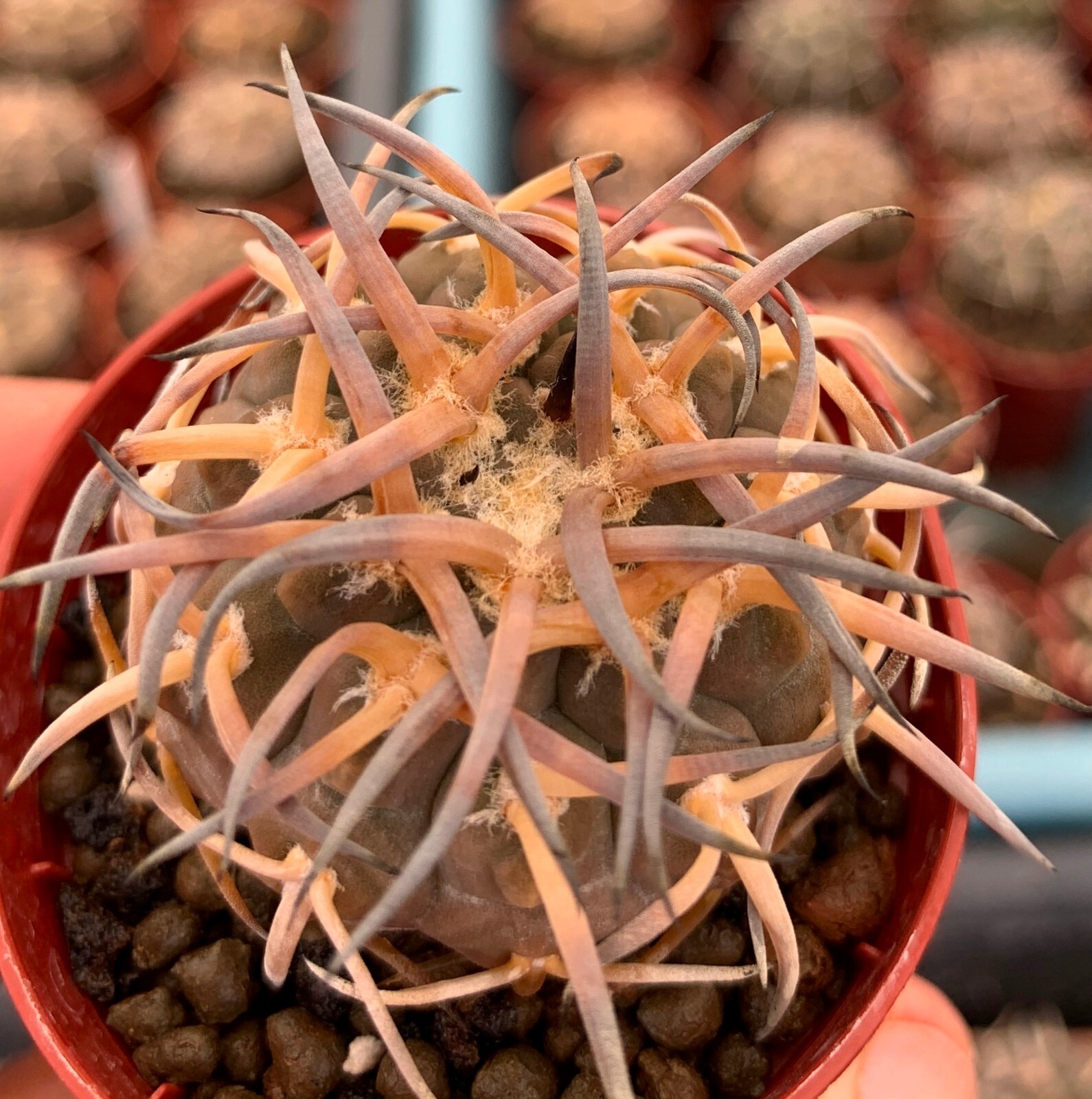 50 FRESH SE_EDS Gymnocalycium riojense v paucispinum selected