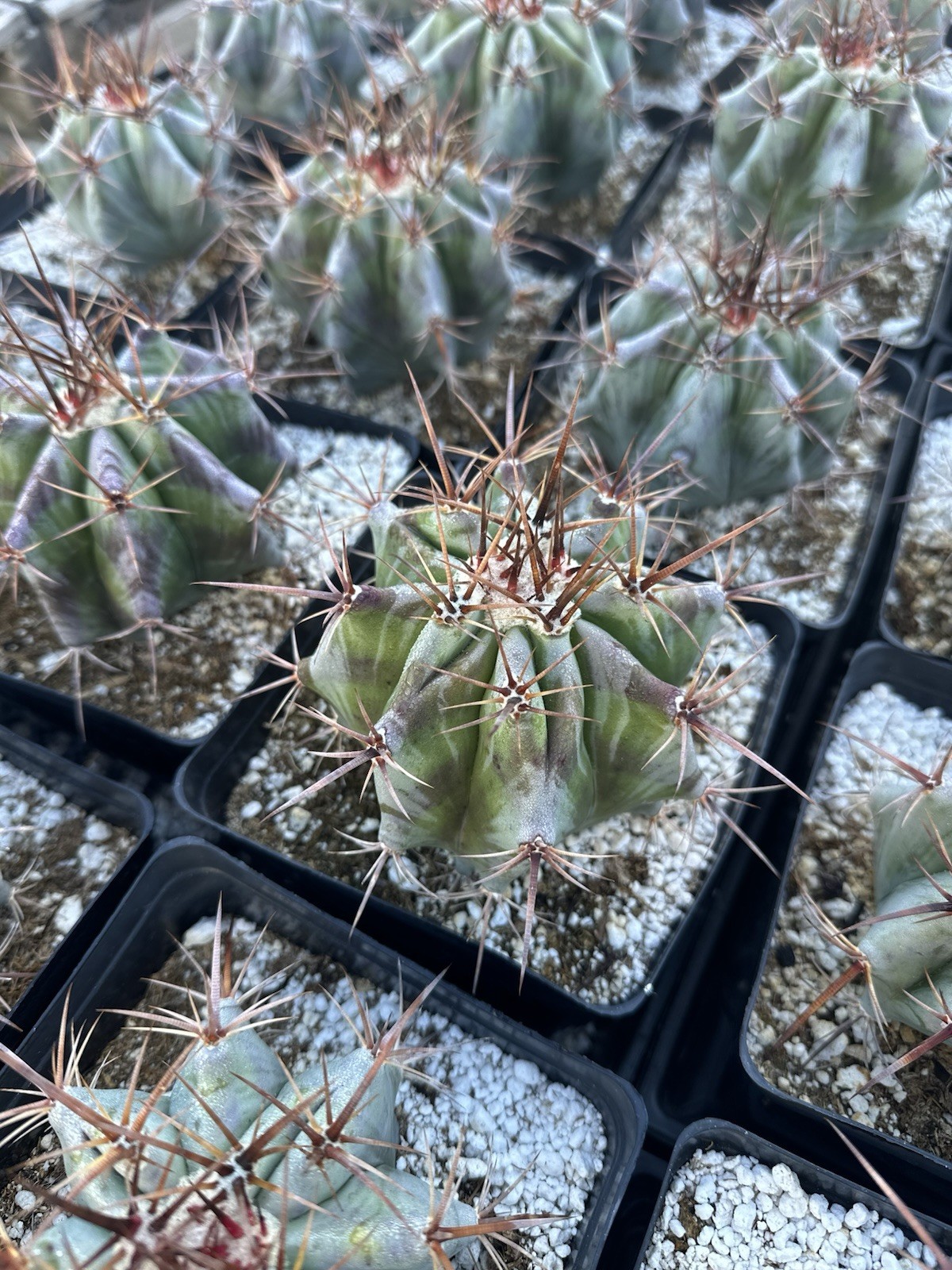 Echinocactus ingens var. grandis 6”