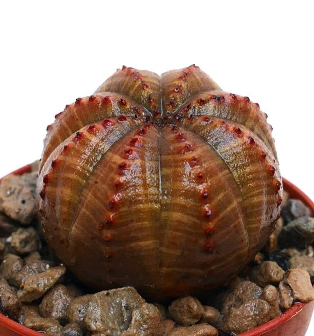 Euphorbia obesa SELECTED 86W – Baseball plant | Ball euphorbia