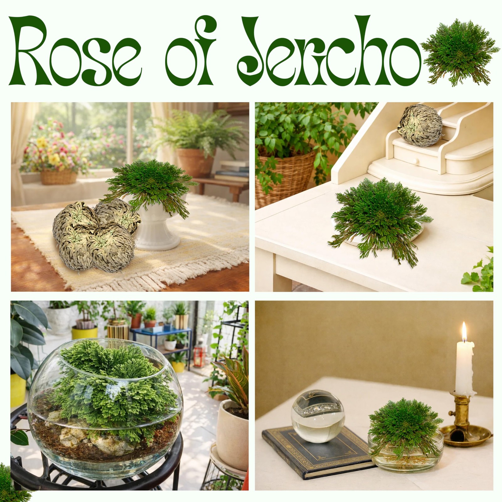 8 Pack Rose of Jericho Resurrection Plants, Large 2+ Inch Rosa de Jerico Orig…