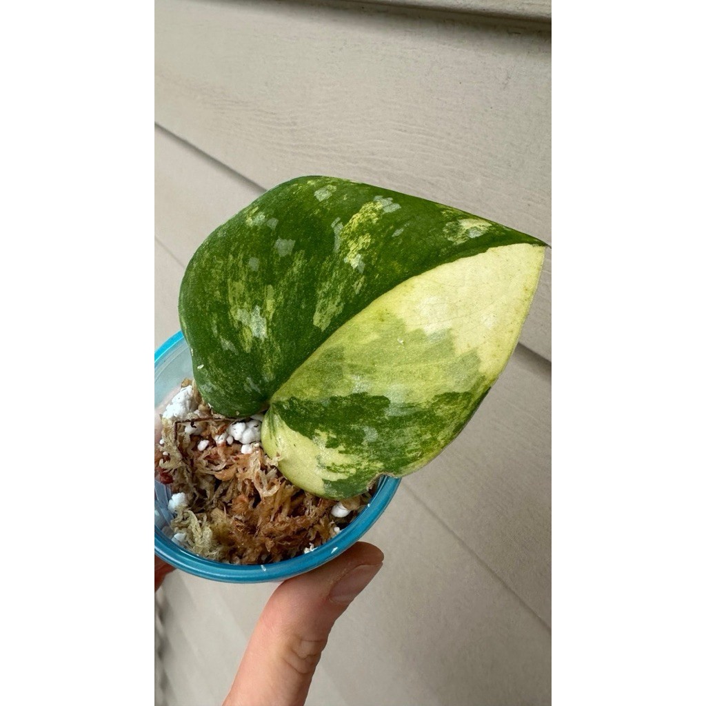 Scindapsus Sentarum, Rare Variegated, Real Picture, Aroid Houseplant