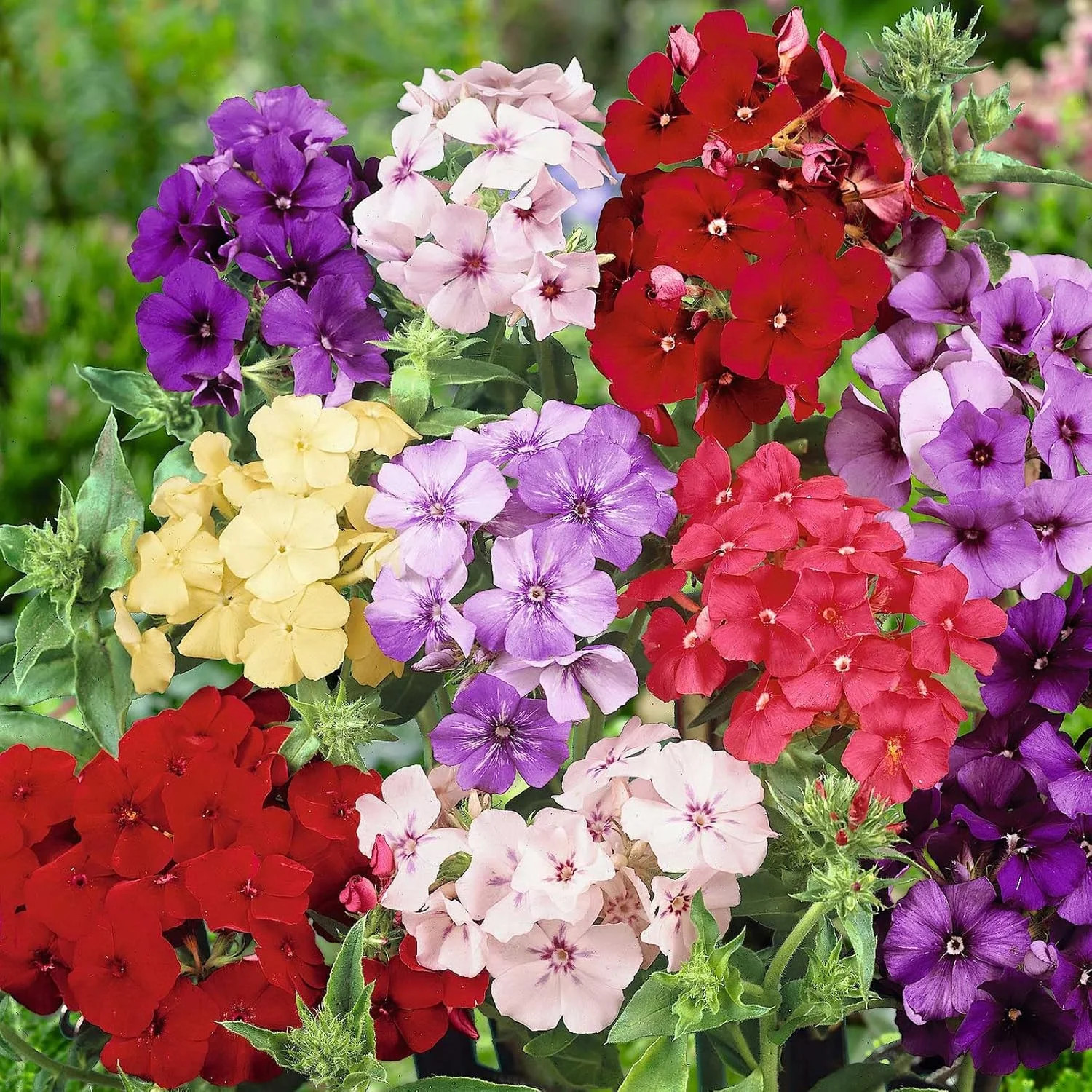 1500 Seed Mixed Phlox Seeds for Planting – Phlox Seeds Creeping Perennial Ground