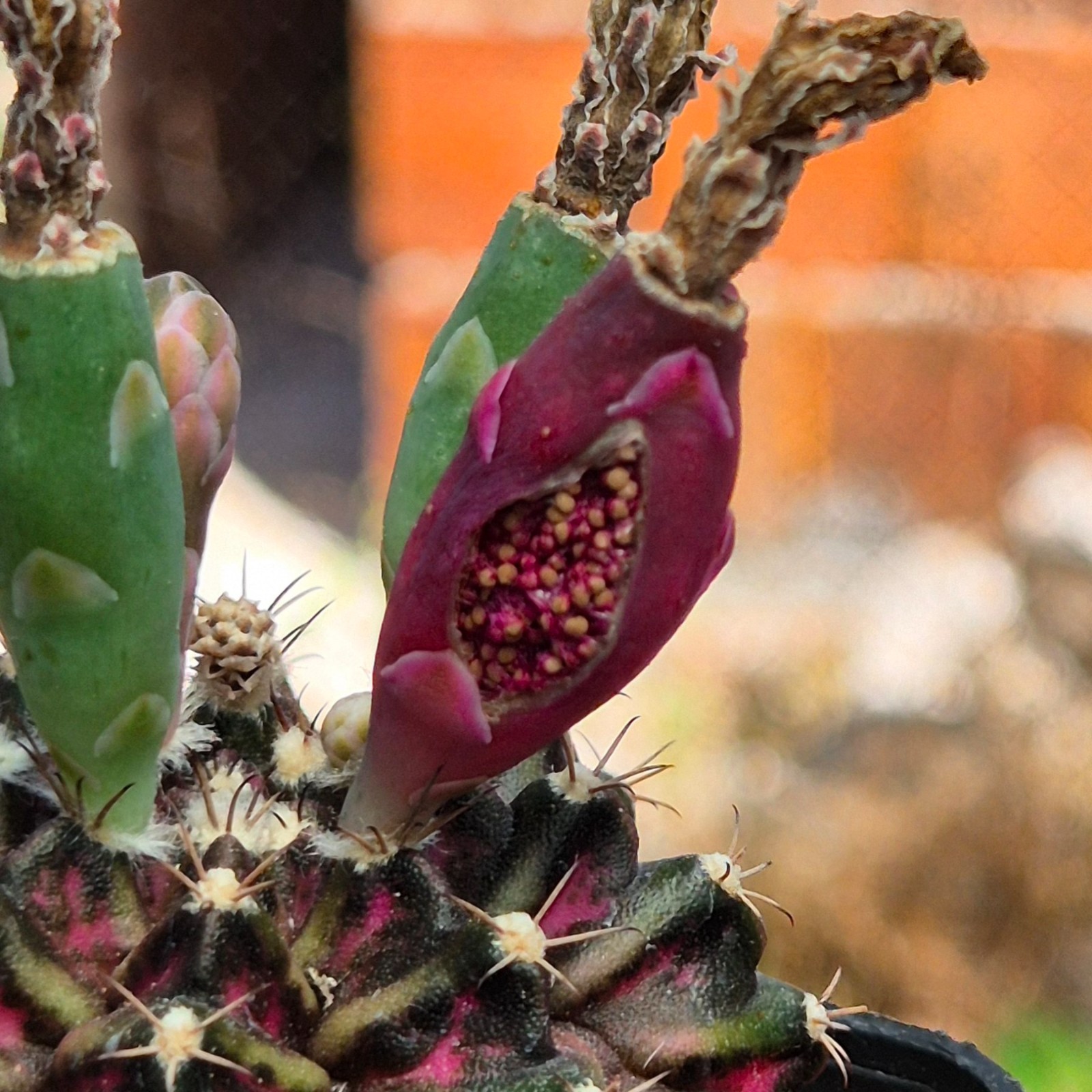 Gymnocalycium mihanovichii ‘T-Lux’ hybrid 100seeds 2025