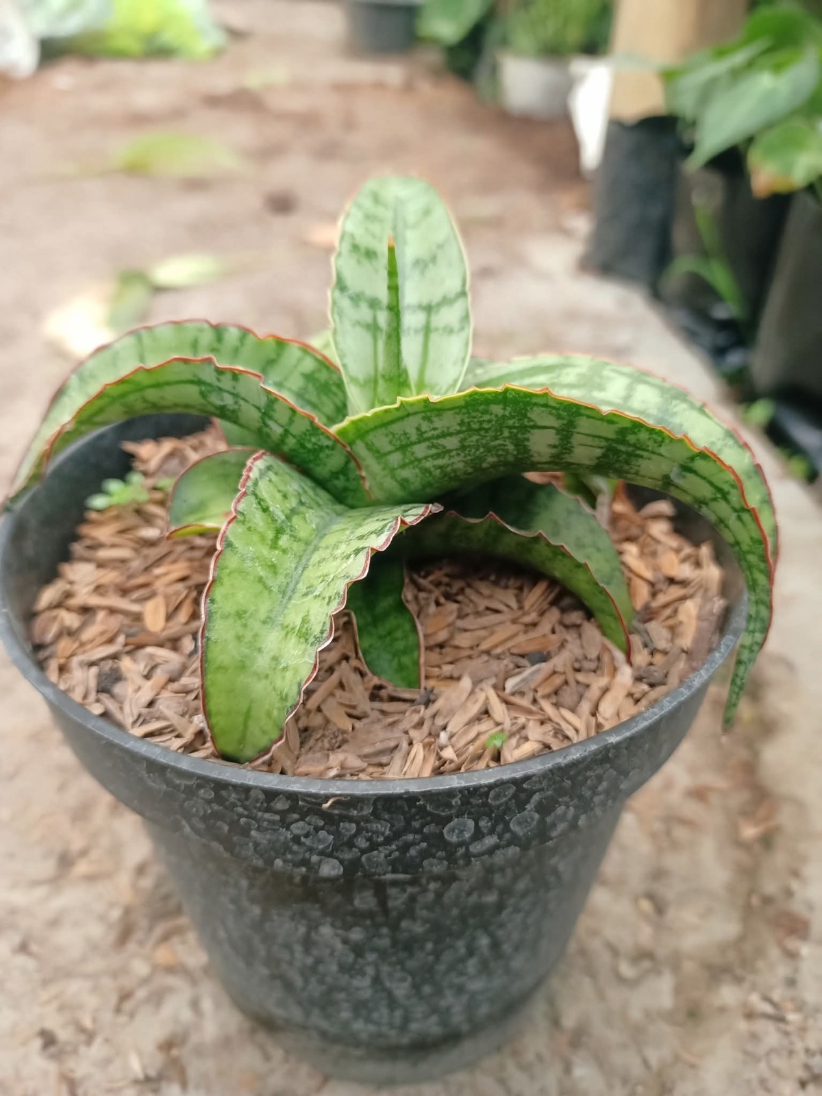 Sansevieria Hybrid Arbaya Rare Uniqe Snake Plant