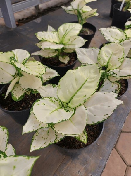 Real Picture Aglaonema Super White Rare Plant