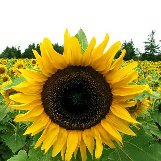 Flower DWARF Sunflower_Giant Single_Helianthus annuus_50 seeds_bag pack