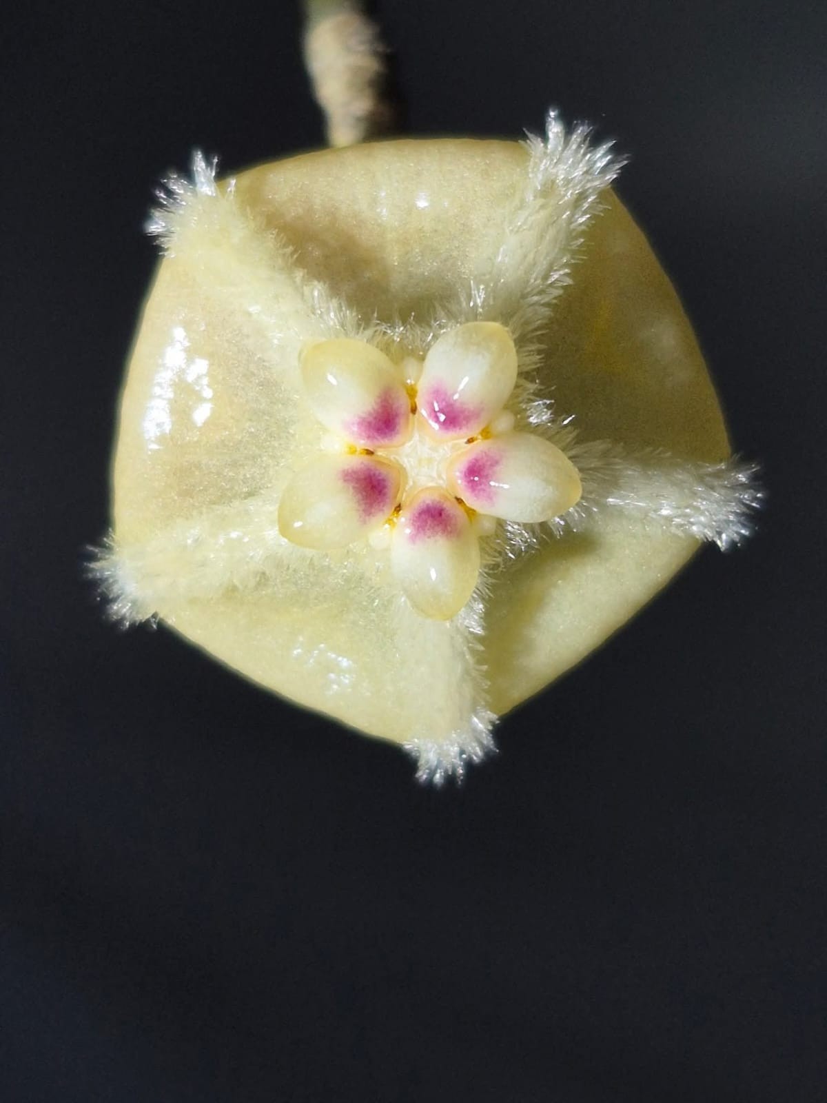 Hoya Biruensis Borneo Rare Wax Plant