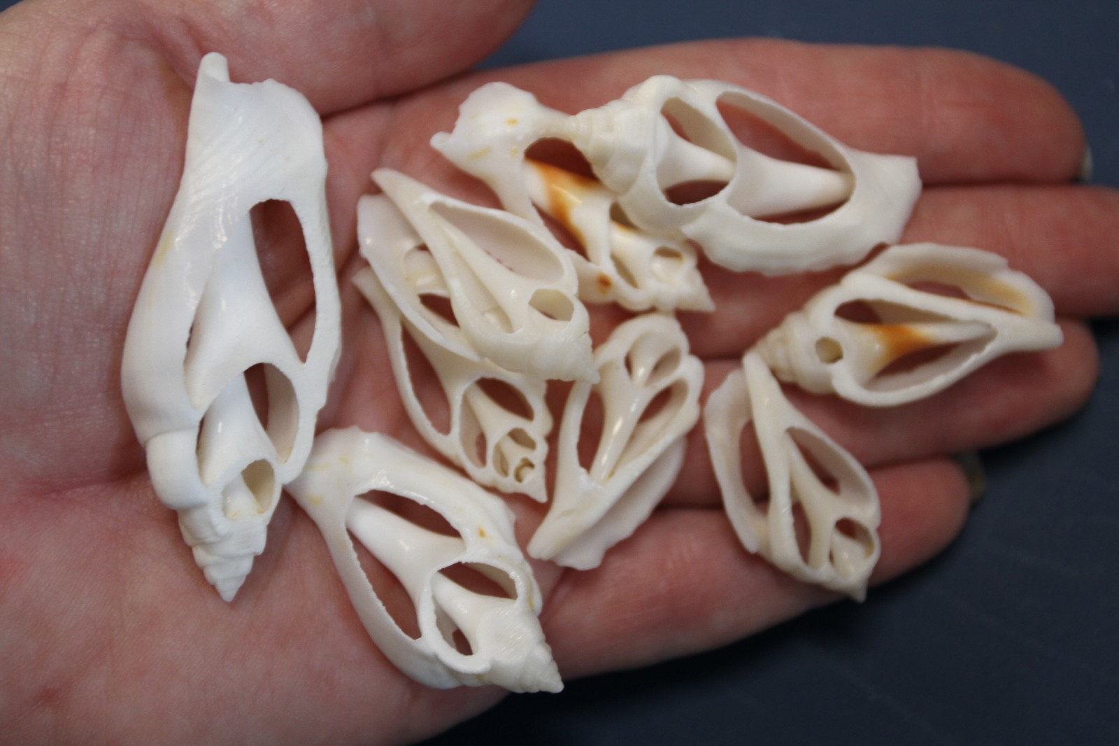 20-URCEUS,White Center Cut Seashells,Beach Wedding Decor,Floral Supply,CS-107