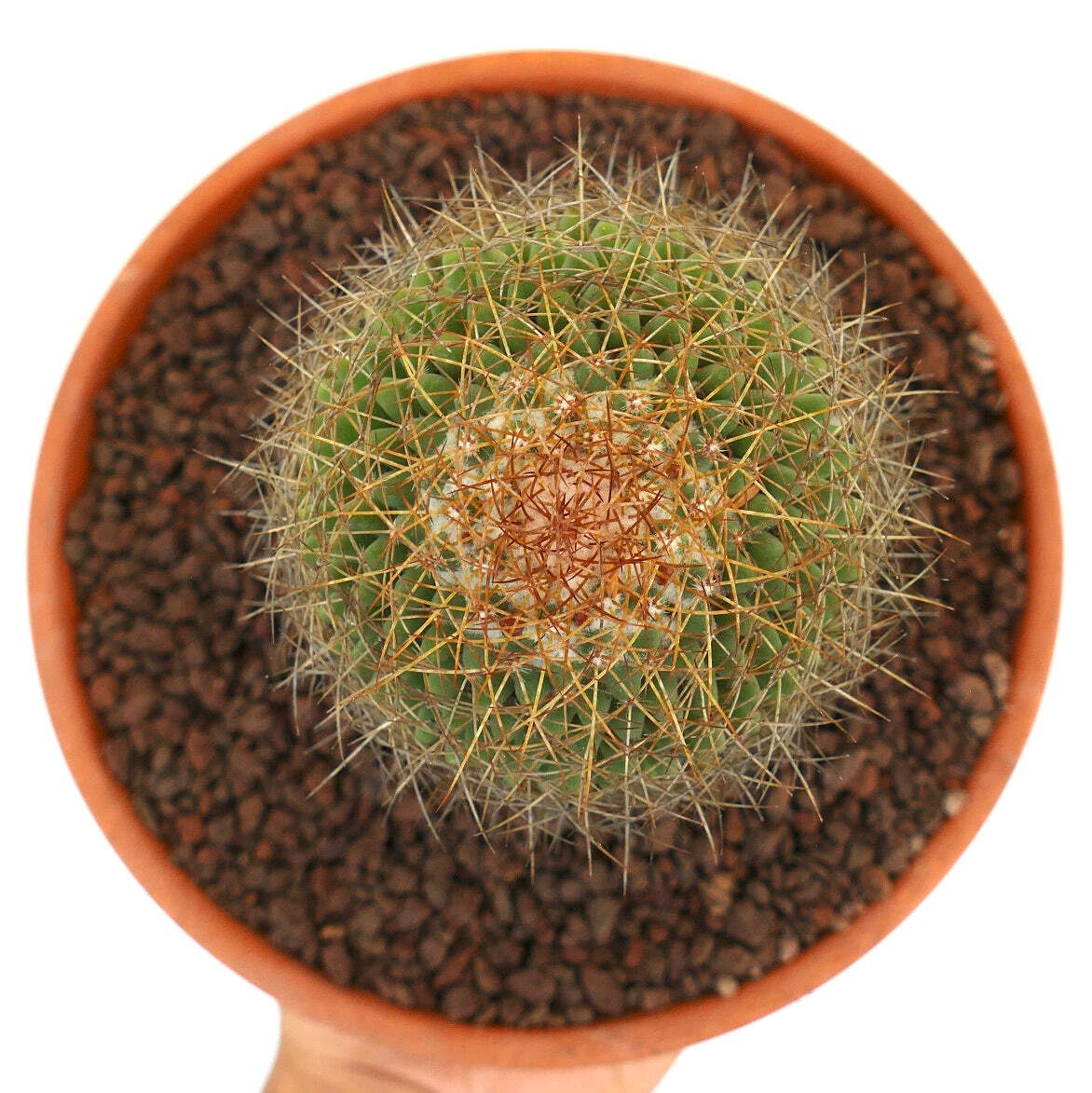 Mammillaria parkinsonii REP 2363 Pena Miller, Querétaro, Mexico –