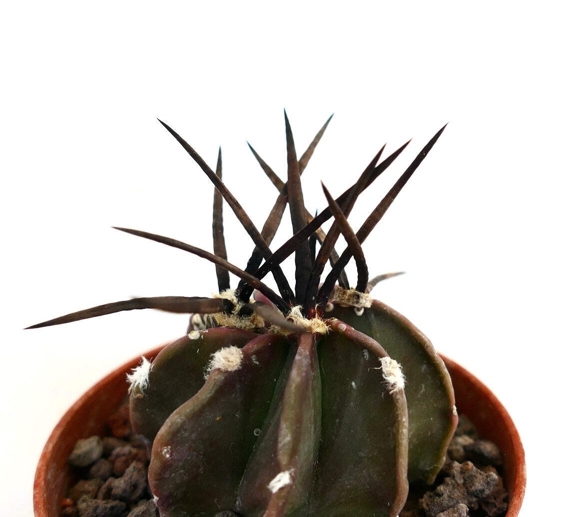 Astrophytum capricorne nudum cv SUPER BUFFALO – Goat’s horn cactus | Astrophytum