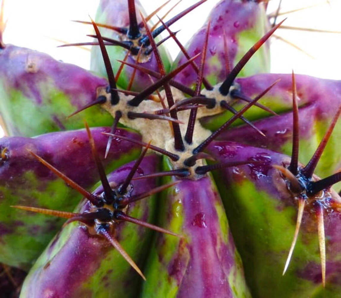Echinocactus ingens var. grandis – Giant Barrel Cactus | Grand Echinocactus