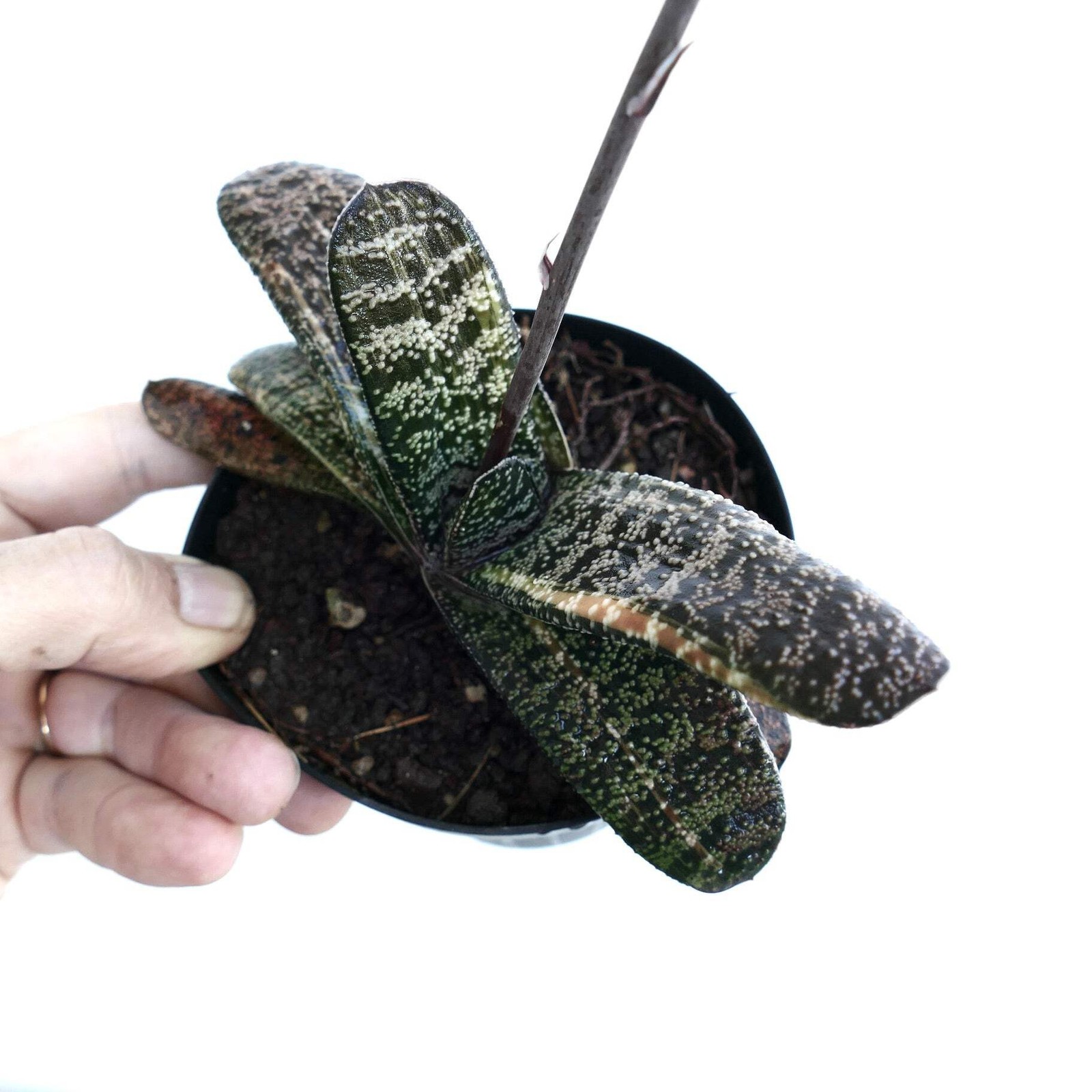 Gasteria batesiana YELLOW VARIEGATED (EX. TORRISI) – Knoppies gasteria | Ox-tong