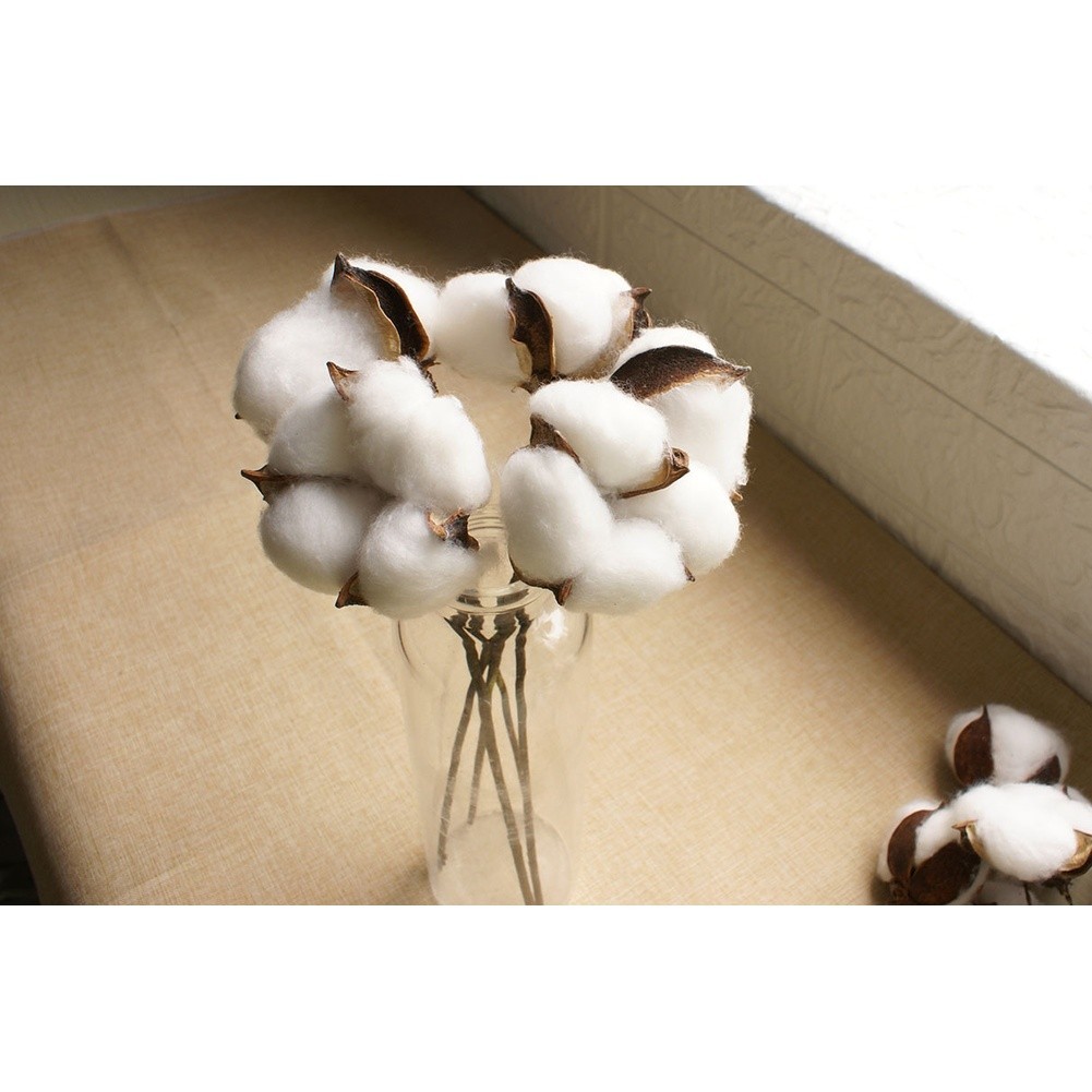 White Dried Cotton Flower Stems Natural for Wedding and Home Photography