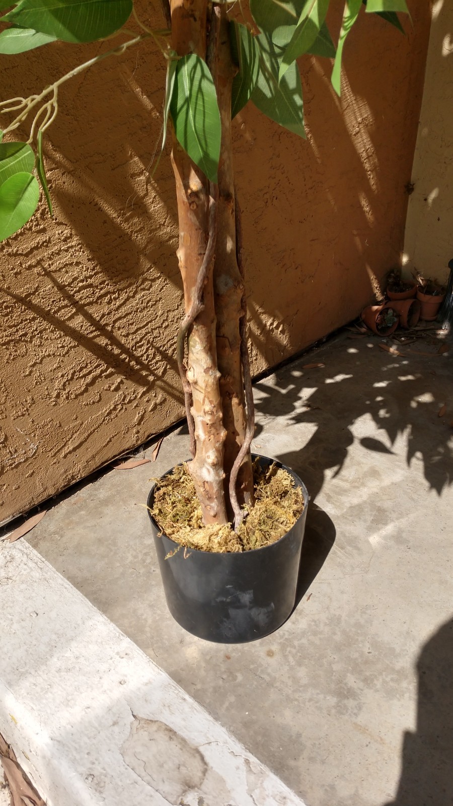 Pre-owned 6′ Artificial Ficus Tree, 2-Piece, Simple Piecing/Separation- Good