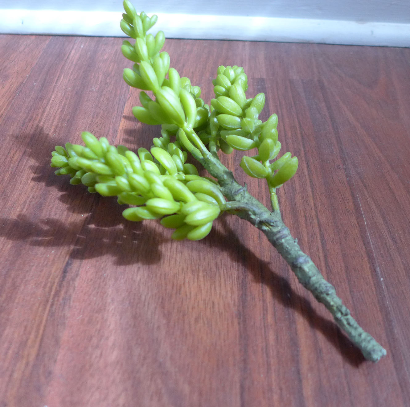 Artificial Yacon Grass Mini Pine tree Unkillable Succulents Plants Landscape