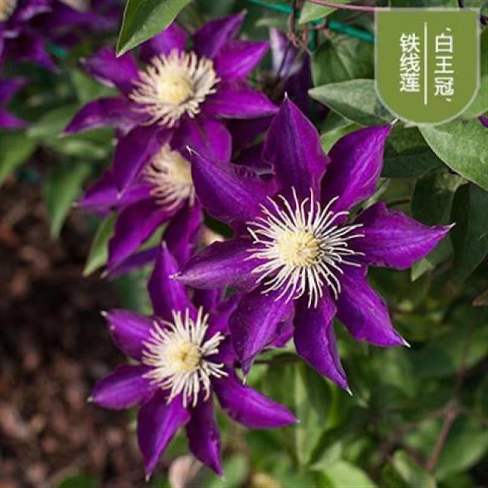 (10) CLEMATIS SEEDS rare exotic climber flower vine garden USA SELLER W/TRACK