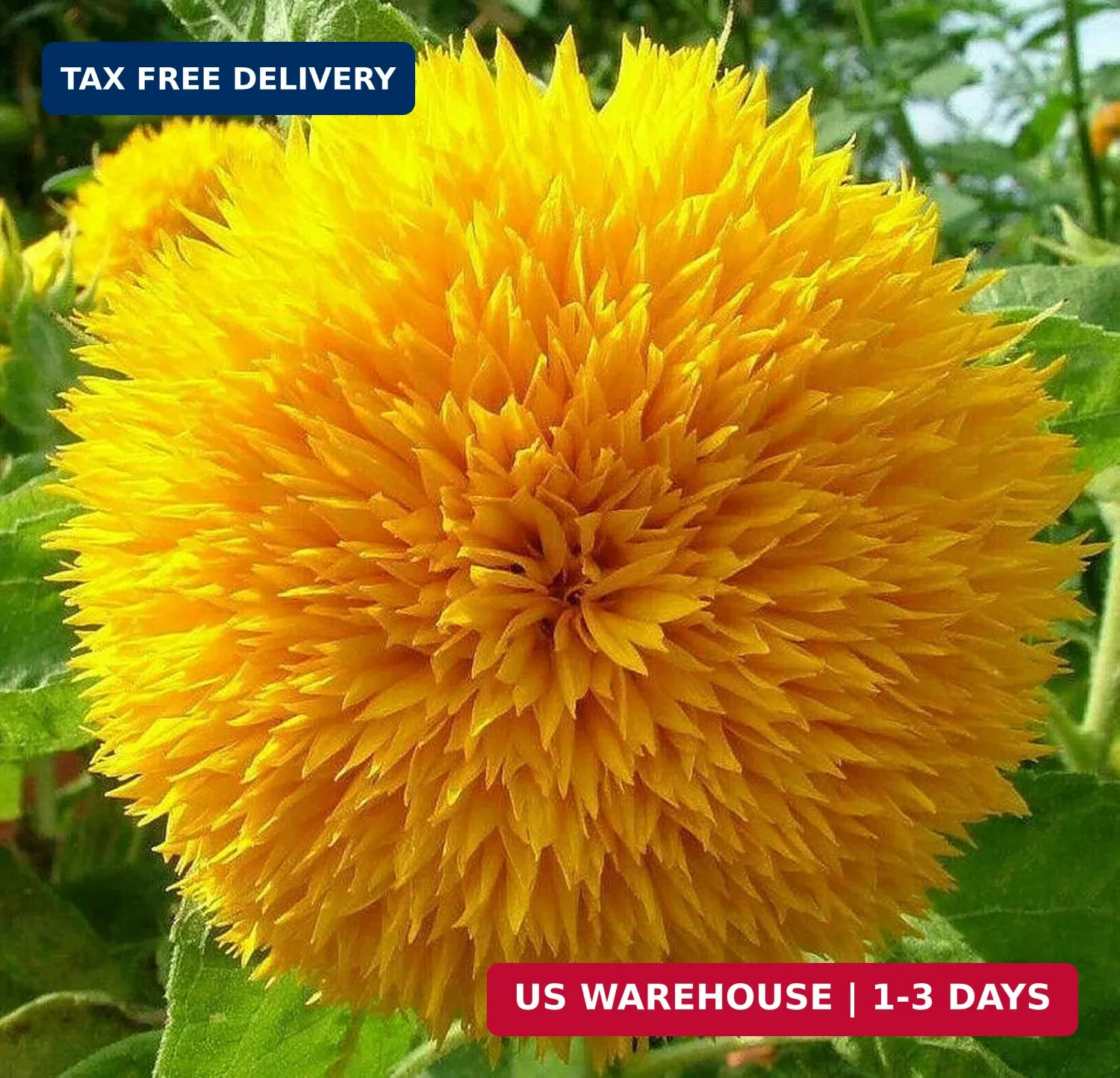 800+ Giant Teddy Bear Sunflower Seeds – Fluffy Double Yellow Petals – Extra Larg