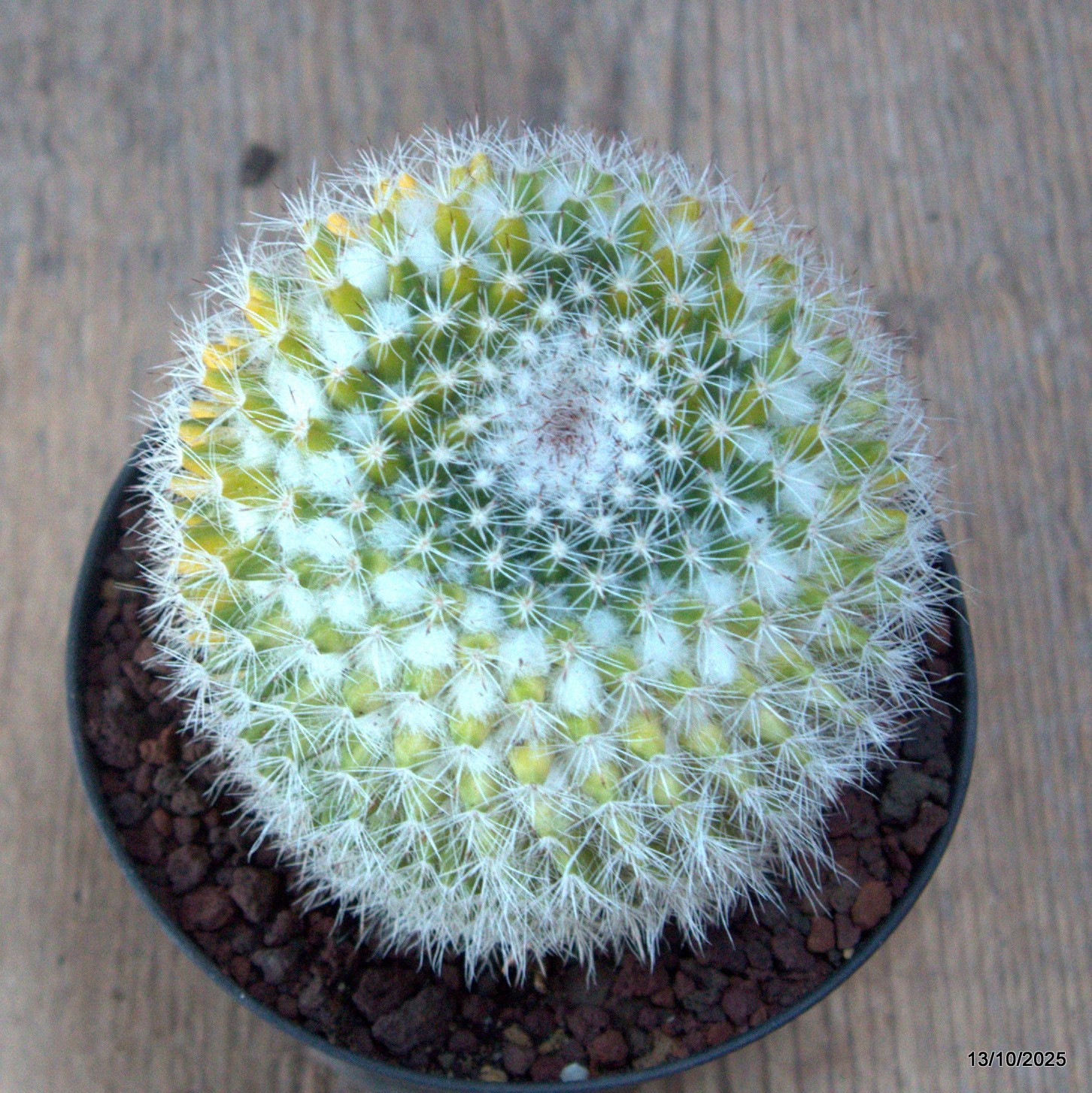 D6958 MAMMILLARIA FORMOSA VARIEGATED pot10-H9-W8 cm MaMa Cactus