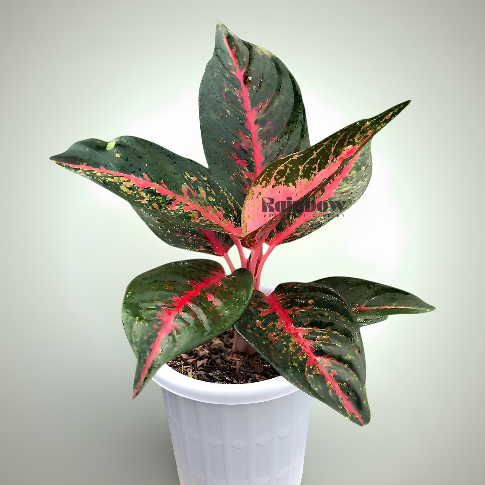 Aglaonema Hot Lady Beatiful Ornamental Plant