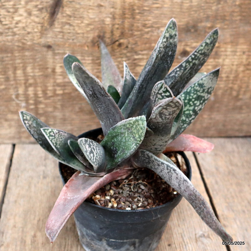 A5129 GASTERIA SP. pot12-H17-W23 cm MaMa Cactus
