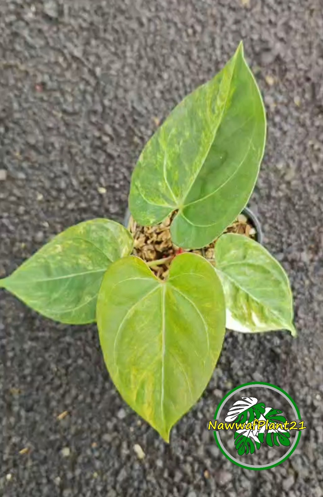 New Anthurium King Of Spades Variegated Hybrid Four Leaf Real Picture Price $680