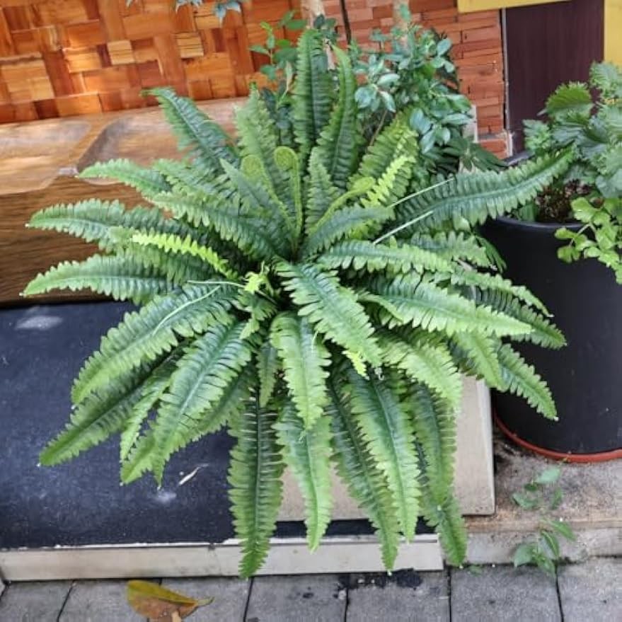 Large fern plants, suitable for outdoor and indoor use, 2 packs of 45-in