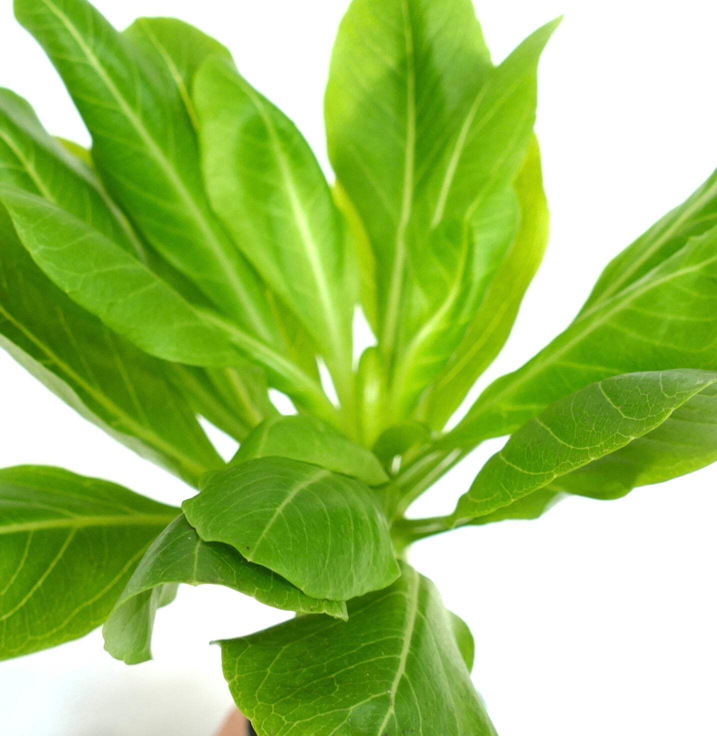 Brighamia insignis – Hawaiian palm | Cabbage on a stick