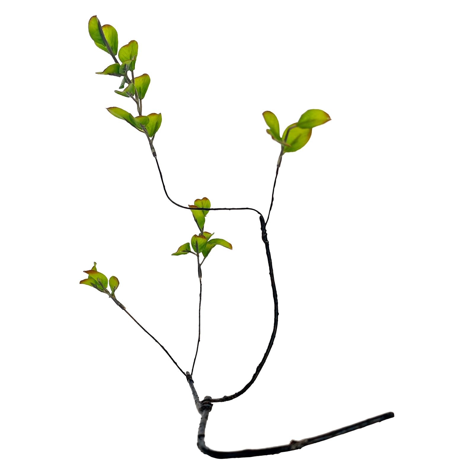 5 Pcs 22 Inches Greenery Stems for Vase, Faux Eucalyptus | Olive| Ficus Branc…