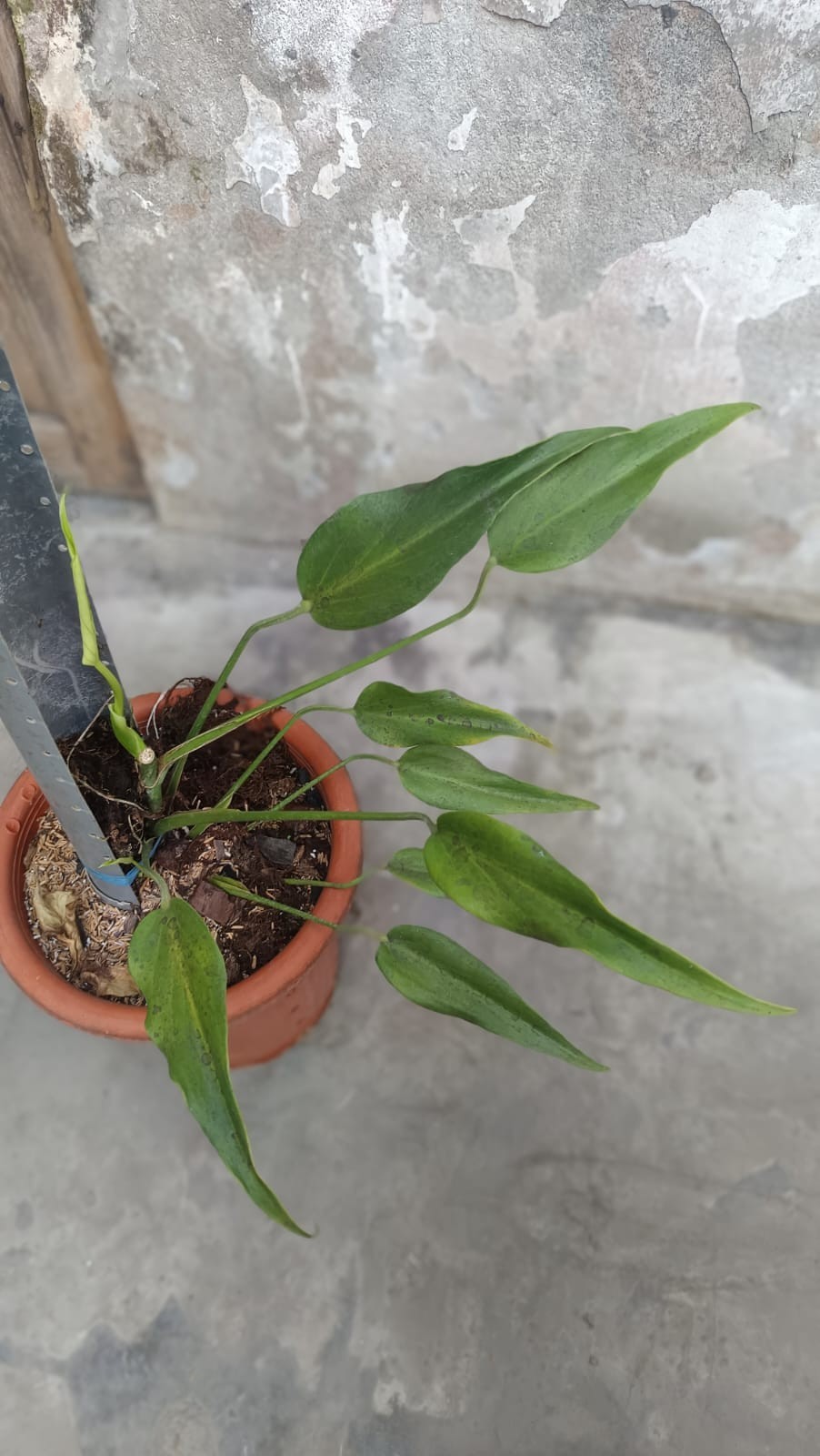 Sansevieria Guardian (Wali) Rare Unique Snake Plant
