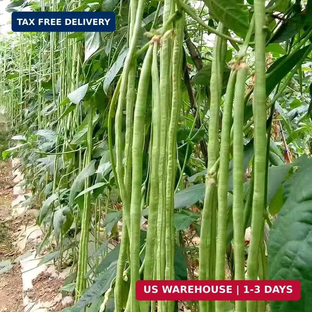 30+ Yard Long Bean Seeds Asian Vegetable Long Bean String Beans Productive USA