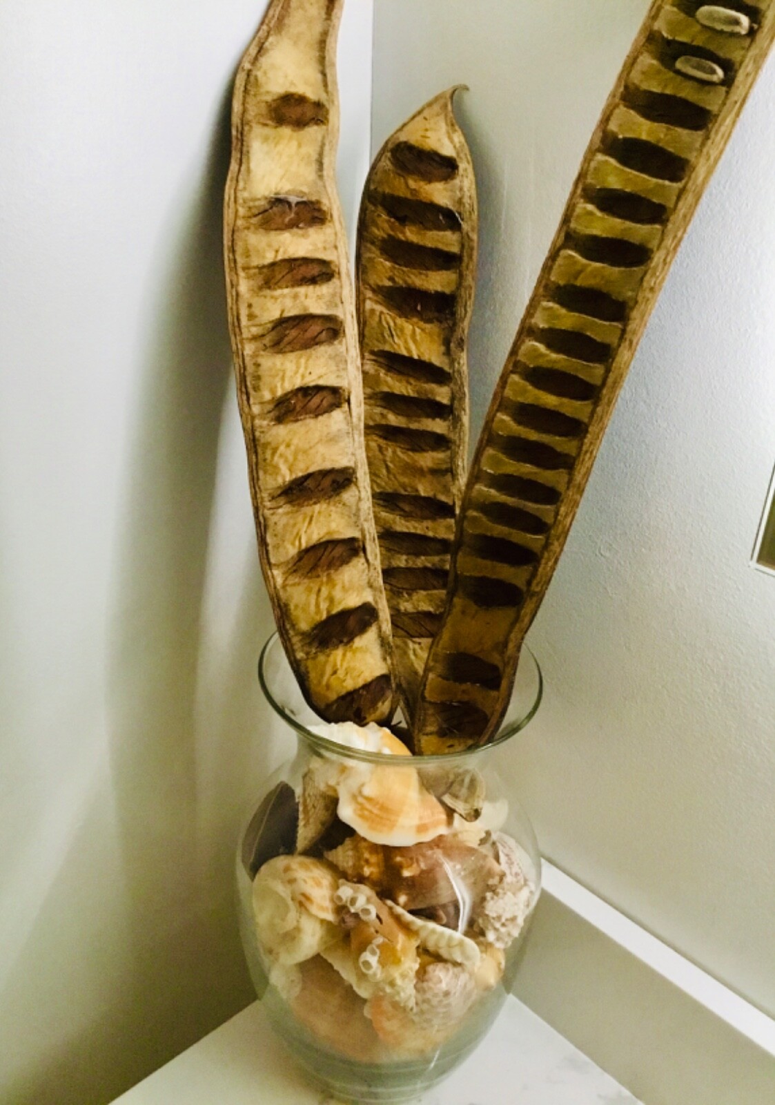 1pc Flame Tree pods 15” Organic Hawaii Bobs Art Dried Flowers Gifts