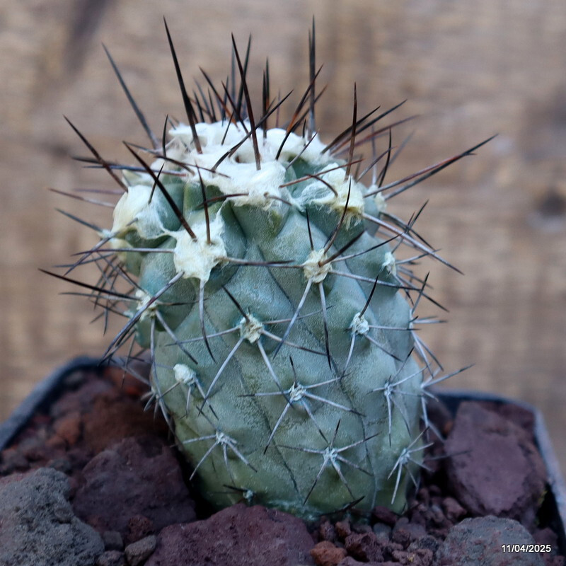 D2942 COPIAPOA LONGISPINA pot8-H6-W5 cm MaMa Cactus