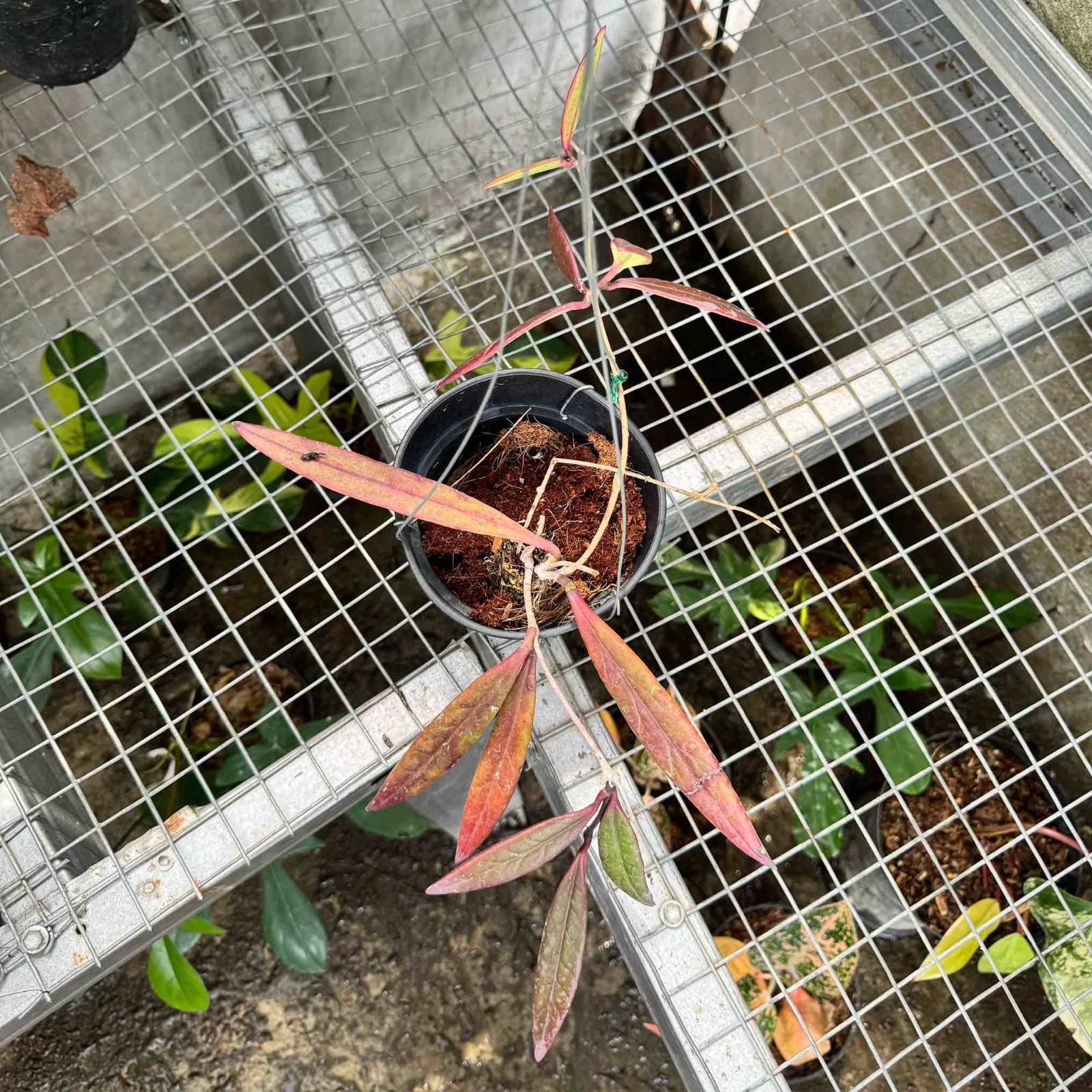 Hoya Sulawesiana Red Rare Plant