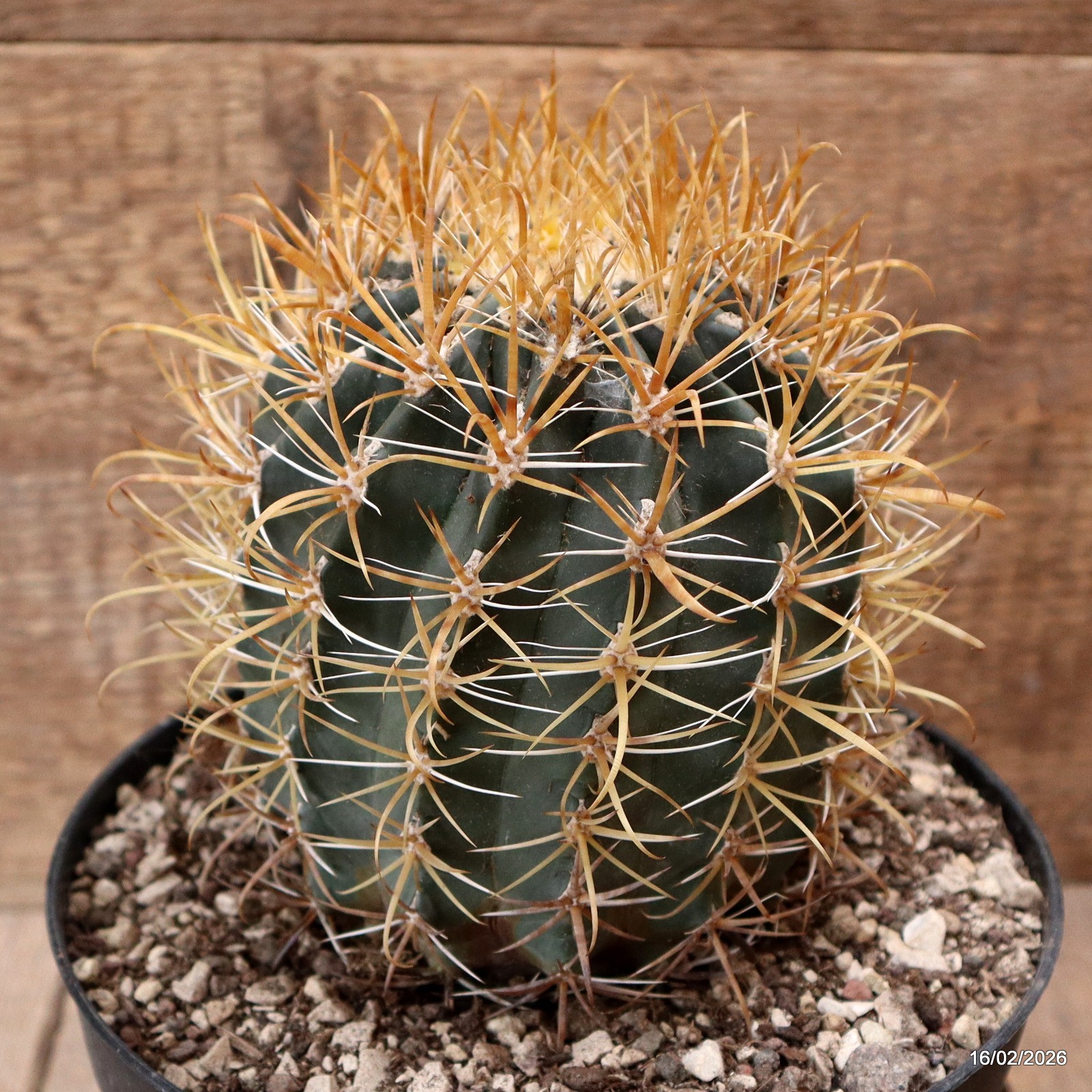 D7805 FEROCACTUS CHRYSACANTHUS pot18-H14-W11 cm MaMa Cactus