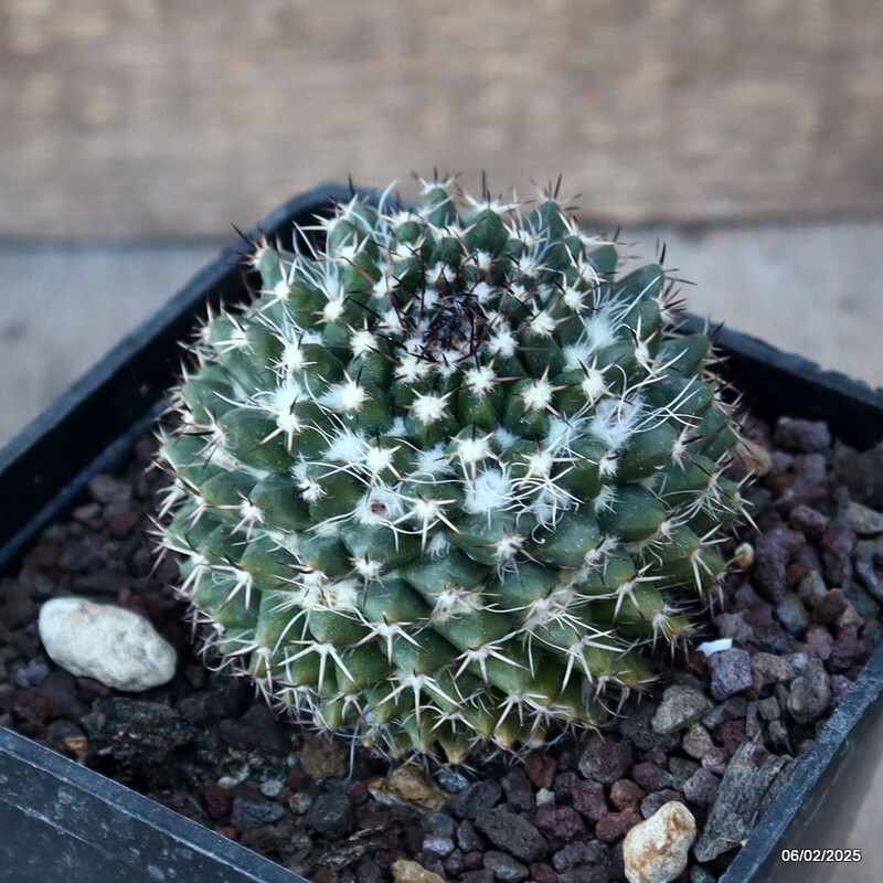 A5090 MAMMILLARIA CONFUSA B 202 pot10-H6-W7 cm MaMa Cactus