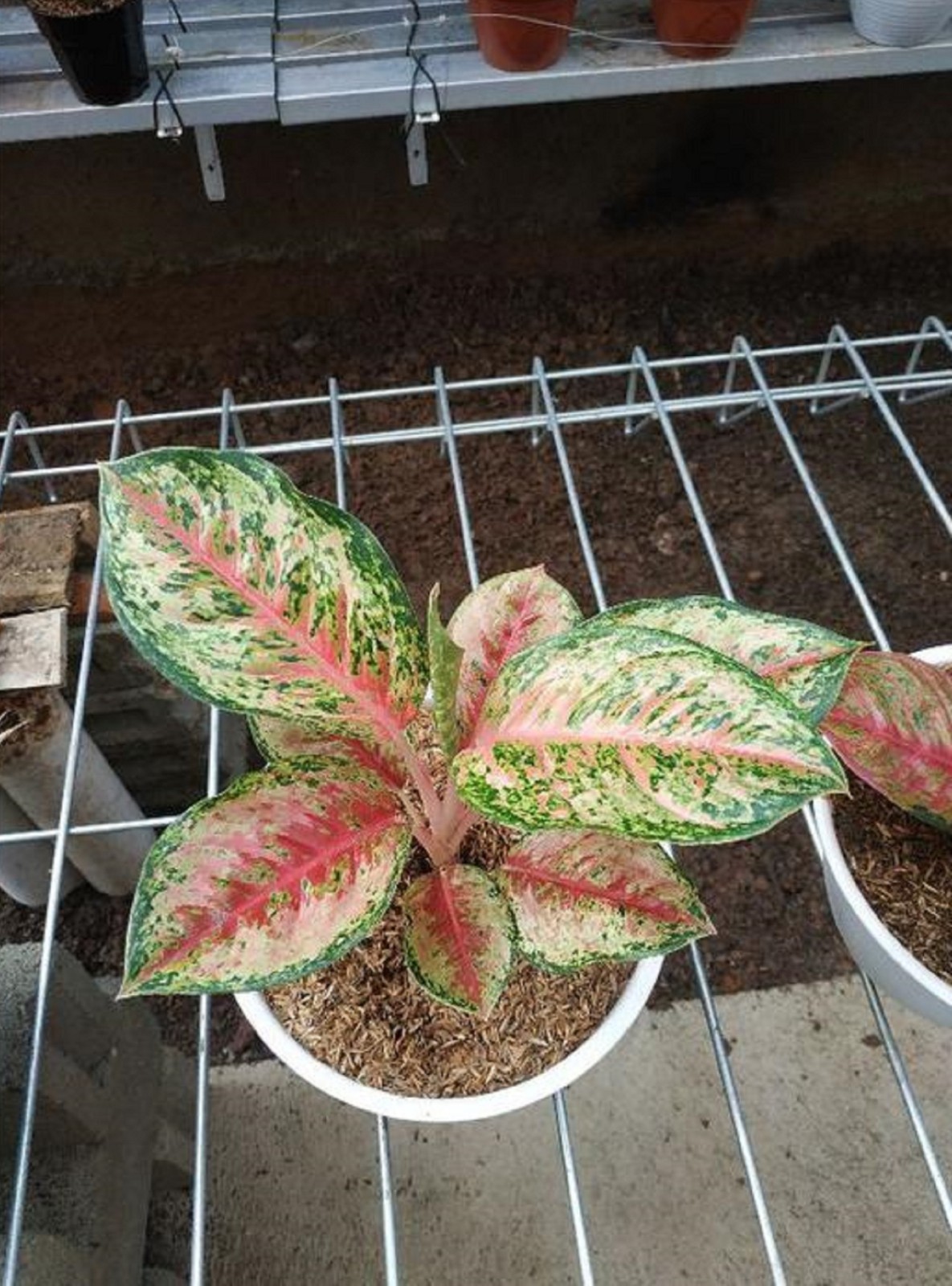 Aglaonema Sweet Dream Rare Chinese Evergreen Houseplant Tropical Indoor Plant