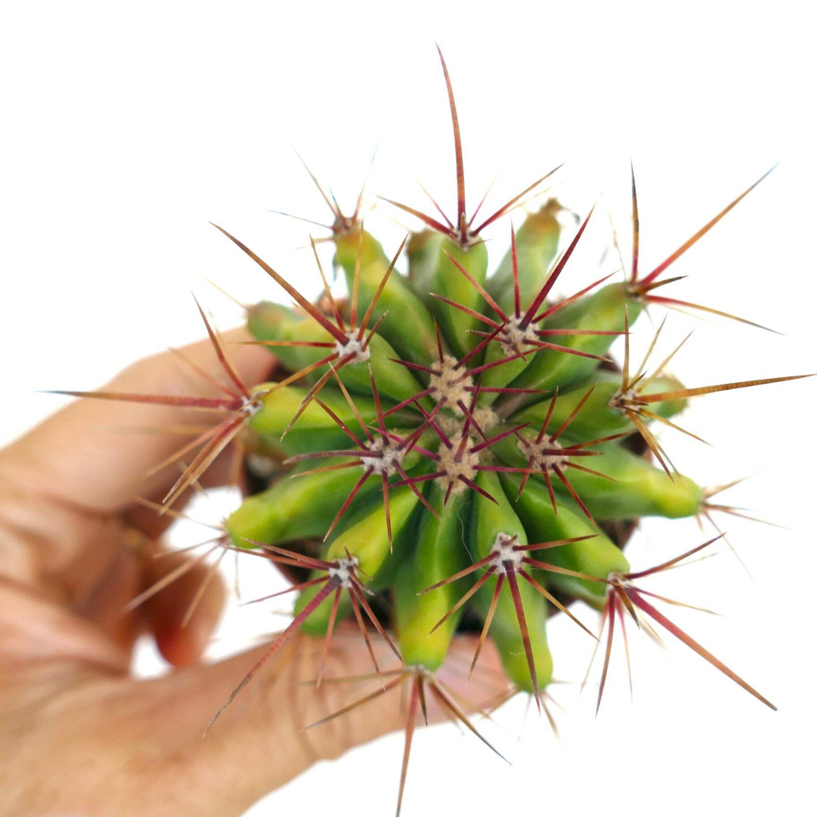 Ferocactus stainesii SLIGHTLY YELLOW body CN – Mexican fire barrel | Fire barrel