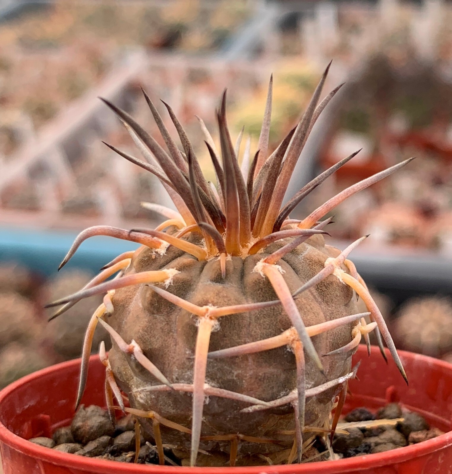 50 FRESH SE_EDS Gymnocalycium riojense v paucispinum selected