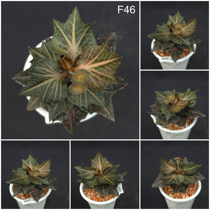 F46-64 Euphorbia francoisii hybrid
