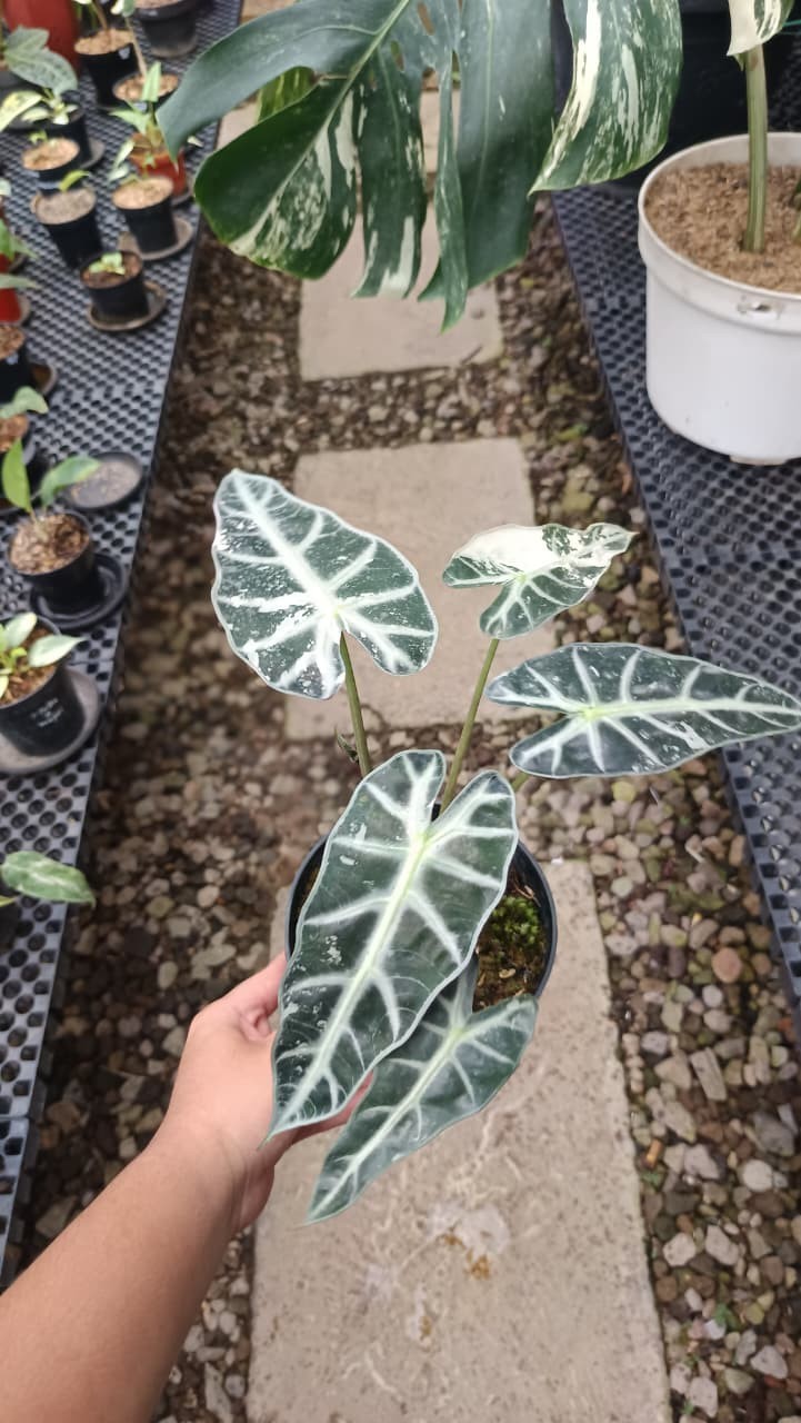 Real Picture Alocasia Bambino White Variegated Rare Tropical Plant