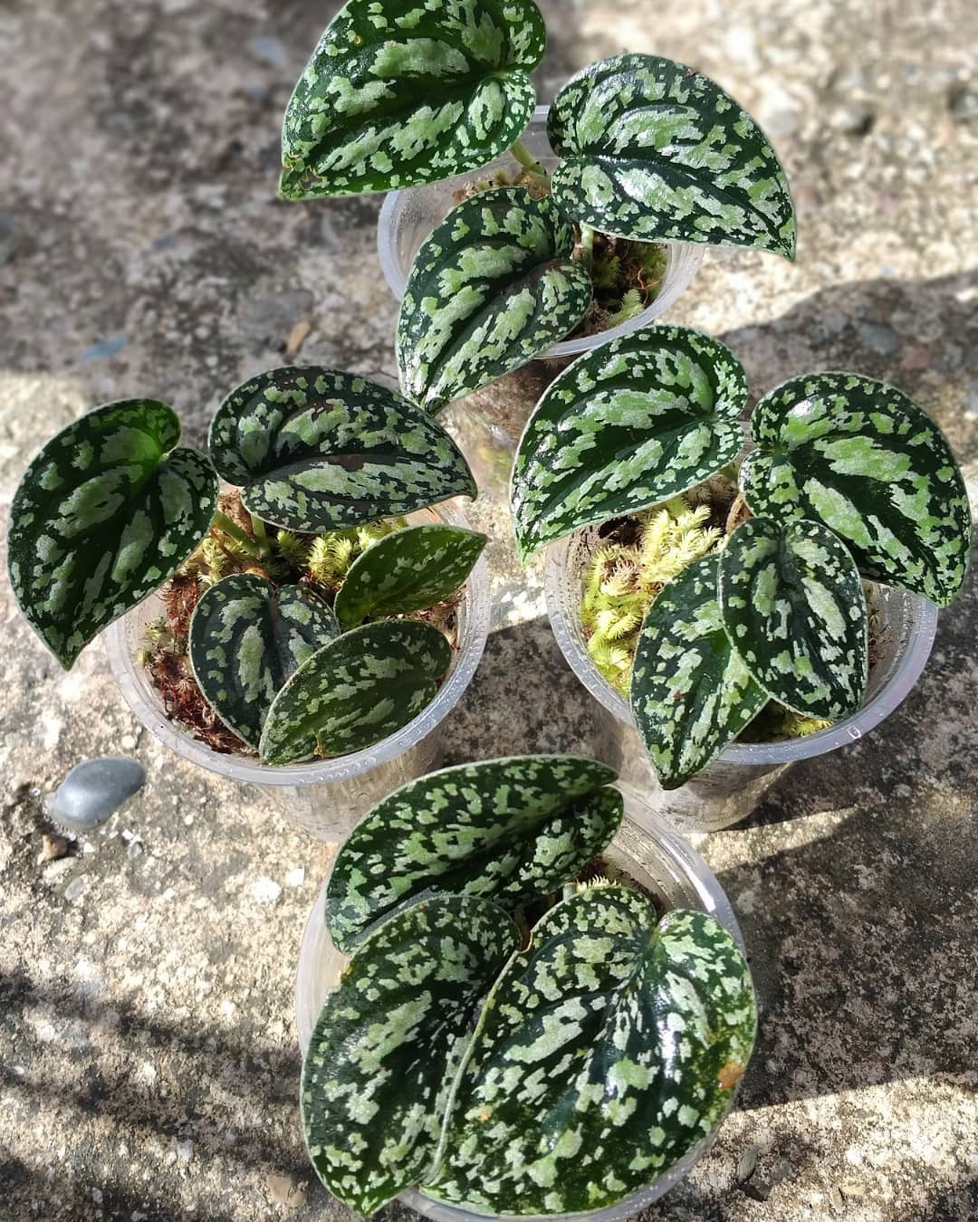 Scindapsus Tricolor Sp Borneo Rare Tropical Indor Outdor Plant