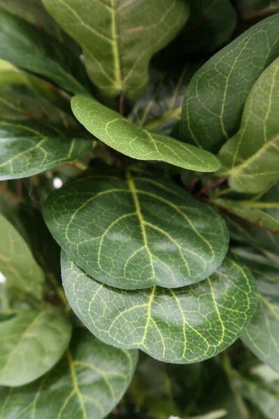3.5’ Fiddle Leaf Artificial Tree w/Wooden Trunk Home Decor. Retail $99