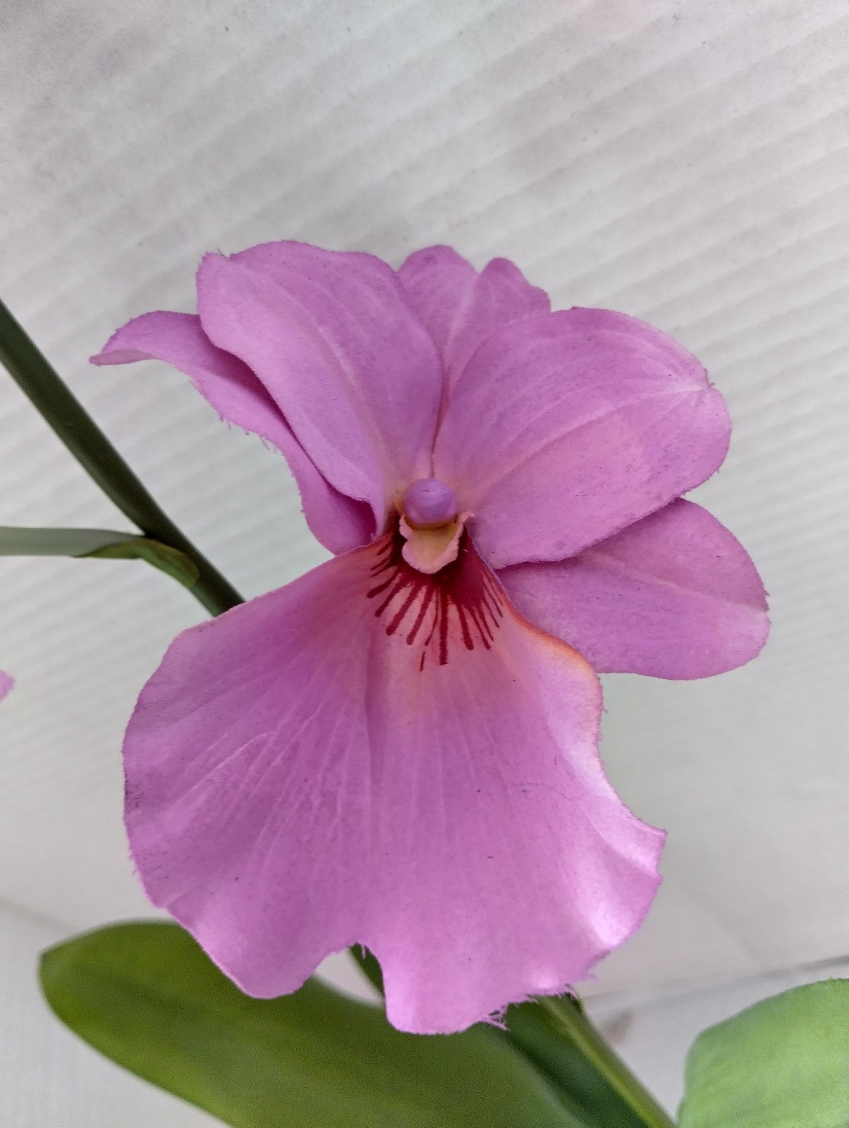 ARTIFICIAL miltoniopsis orchid plant