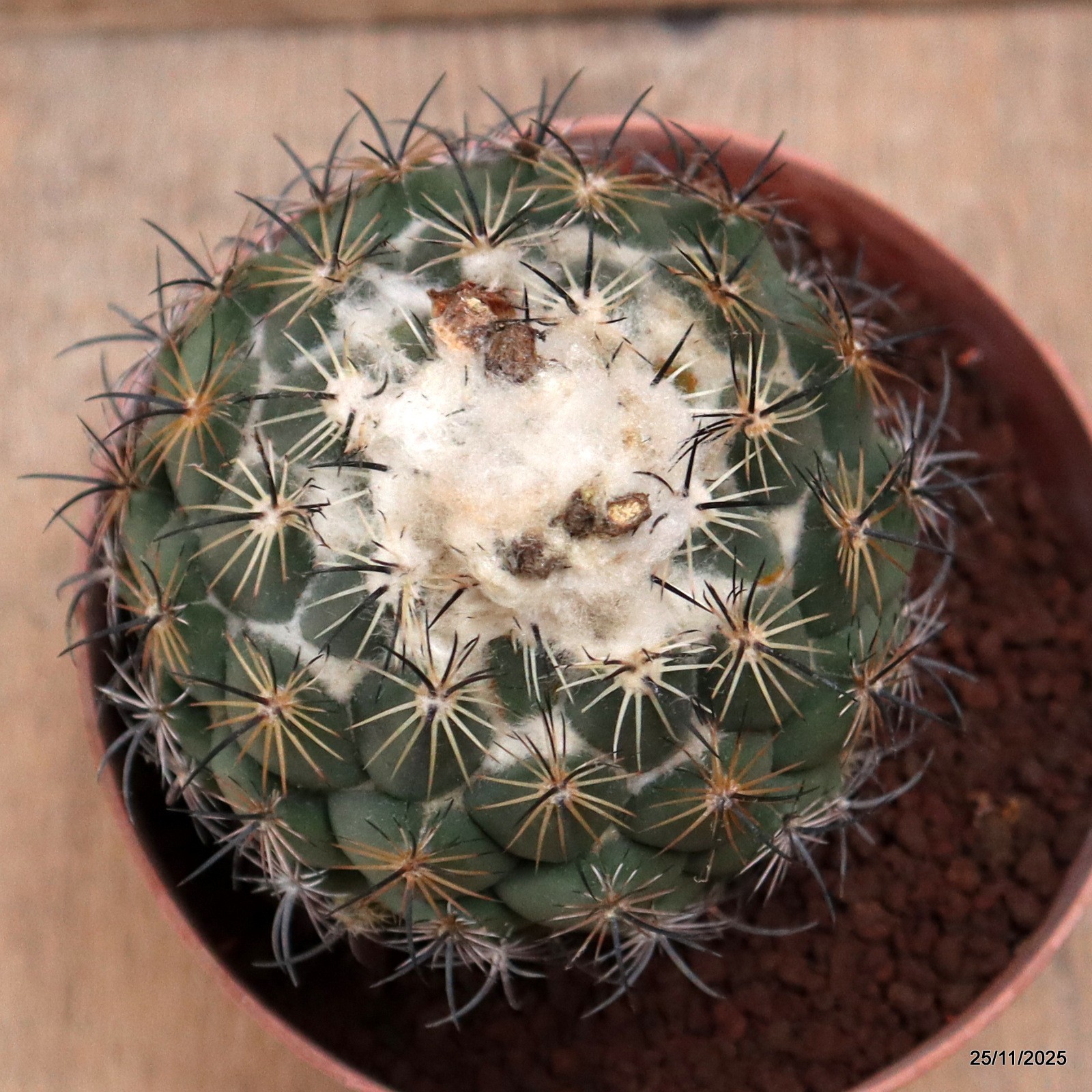 D7484 CORYPHANTHA CORNIFERA pot14-H11-W10 cm MaMa Cactus