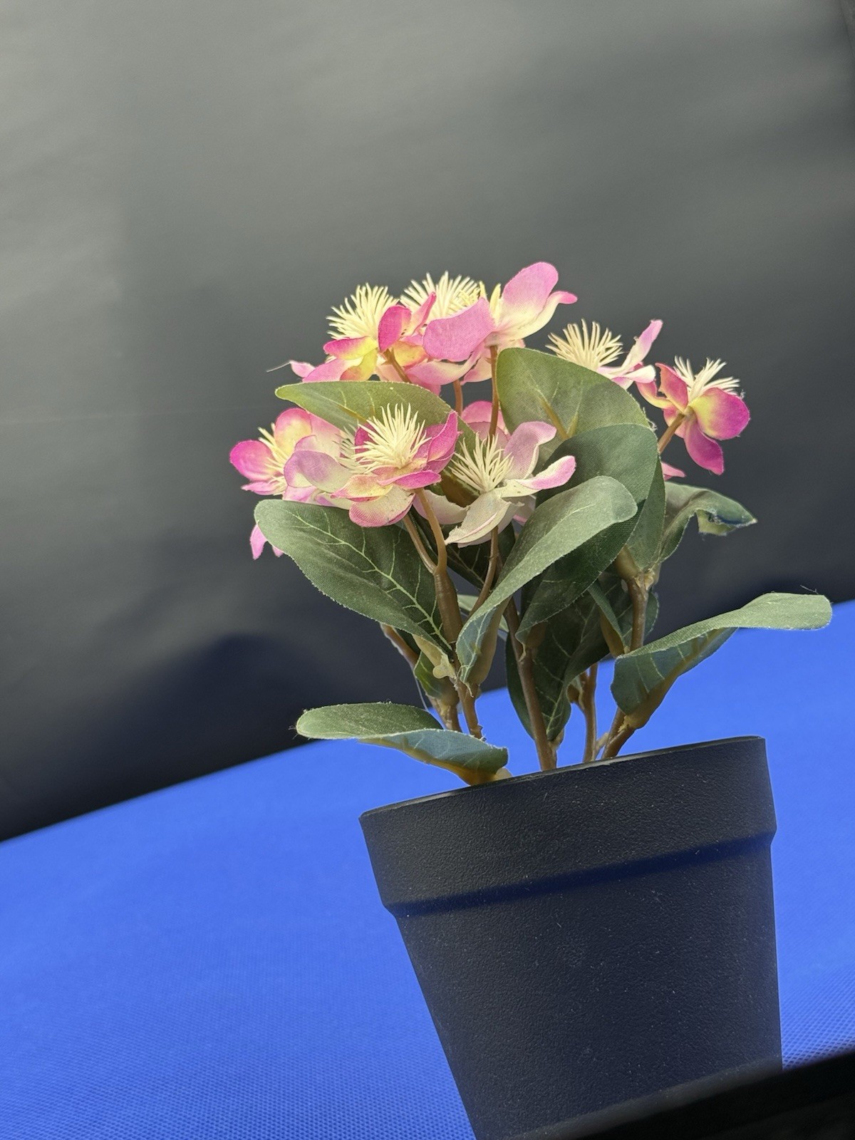 Potted Flower Lavendar preowned nice looking window table or bed flower.